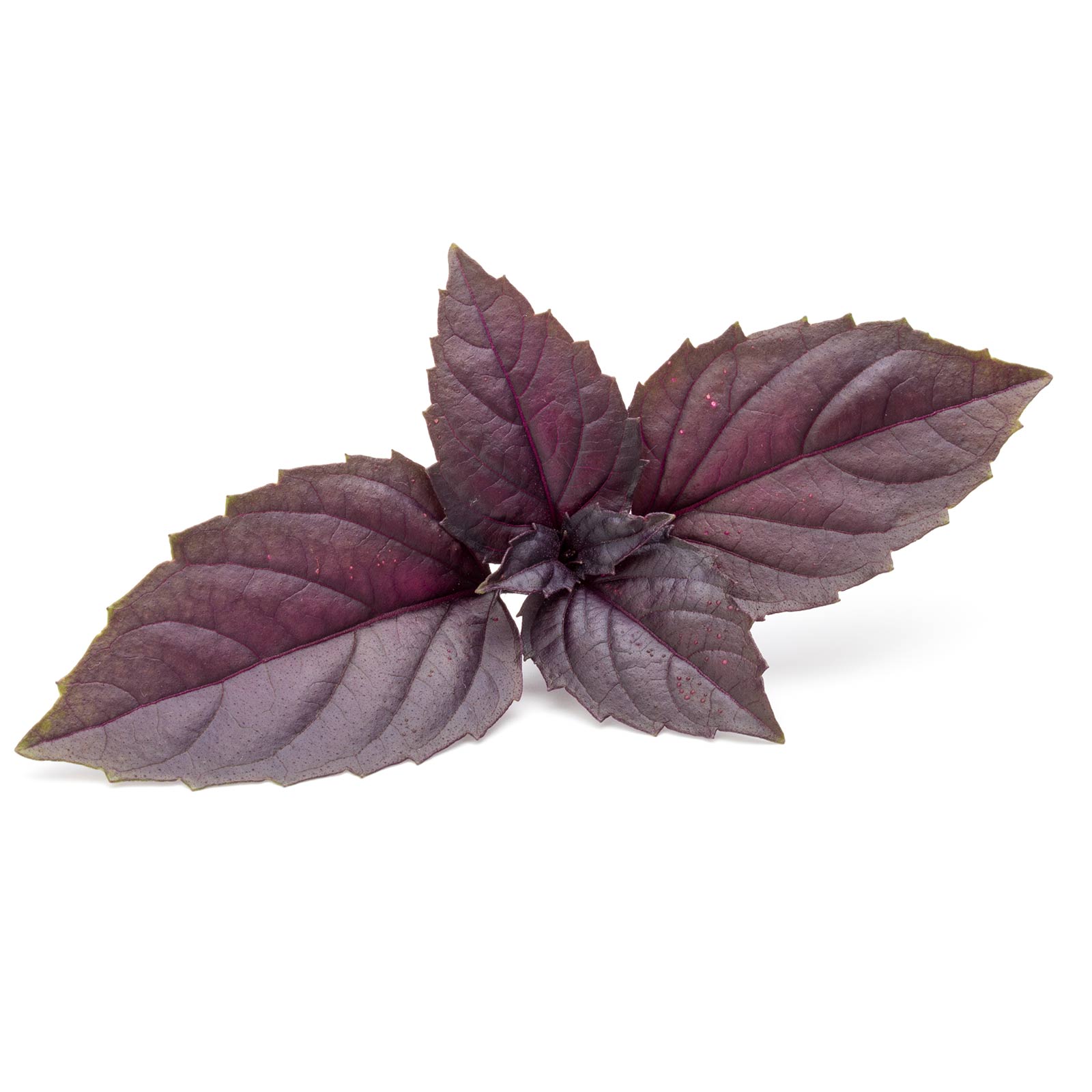 Organic Basil - Red Rubin - 1 Oz ~18,000 Seeds - Non-GMO Microgreens Seeds - Buy Non-GMO Ocimum basilicum x purpurascens Farm & 