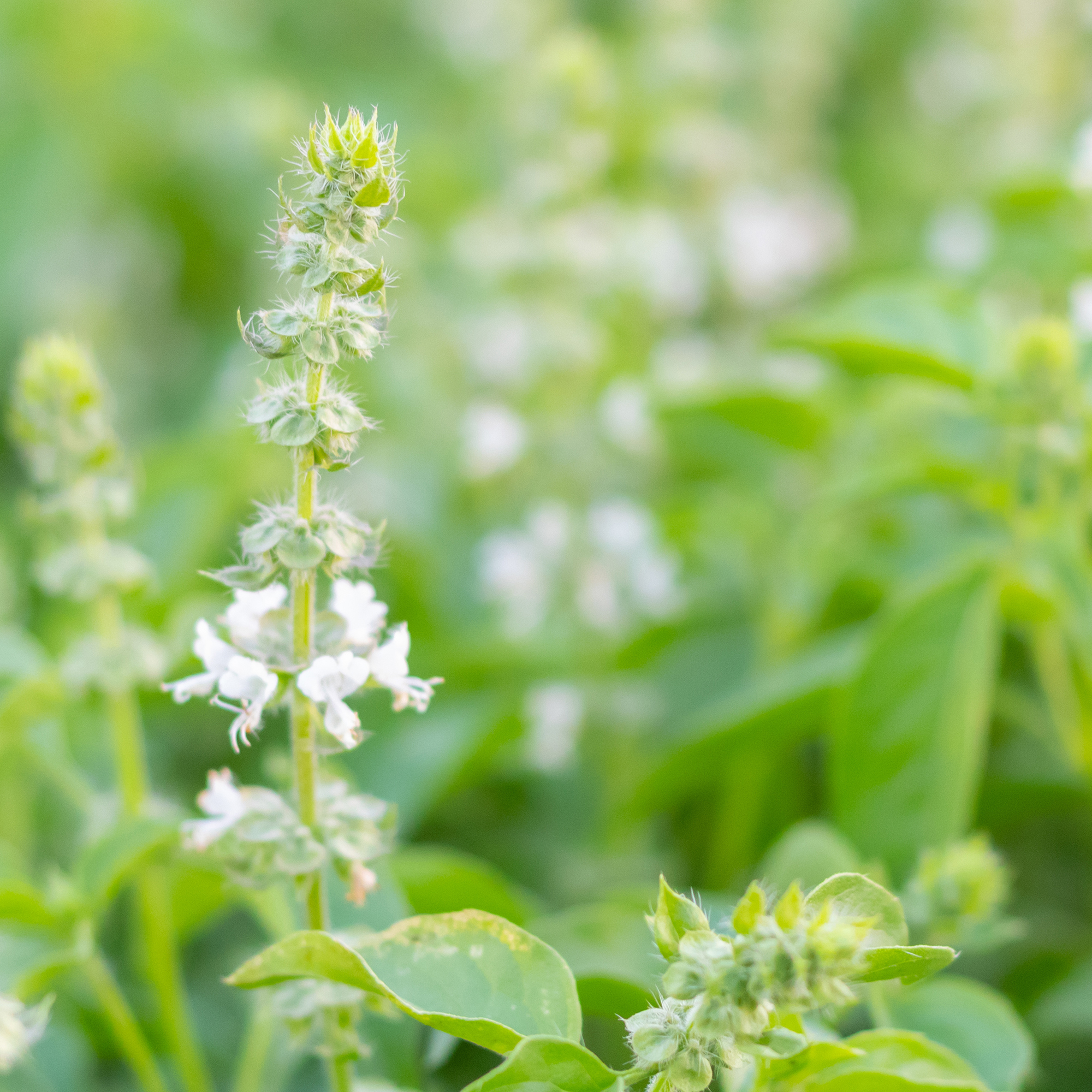 Organic Sweet Basil - 1 Oz ~19,000 Seeds - Non-GMO - Herb Garden - Buy Non-GMO Ocimum basilicum Farm & Gardening Seeds Online