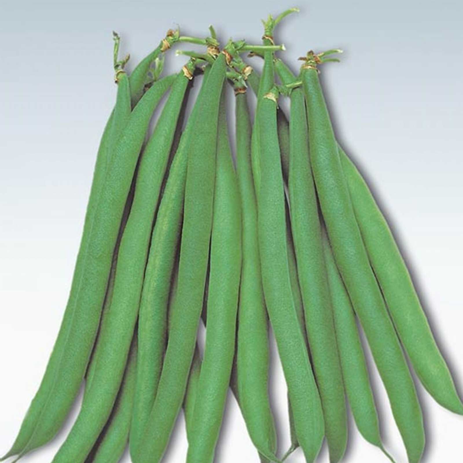 Seeds: Masai Bush Bean Garden - 1000 Seed - Heirloom Baby French Filet - Buy Non-GMO Phaseolus vulgaris Farm & Gardening Seeds O