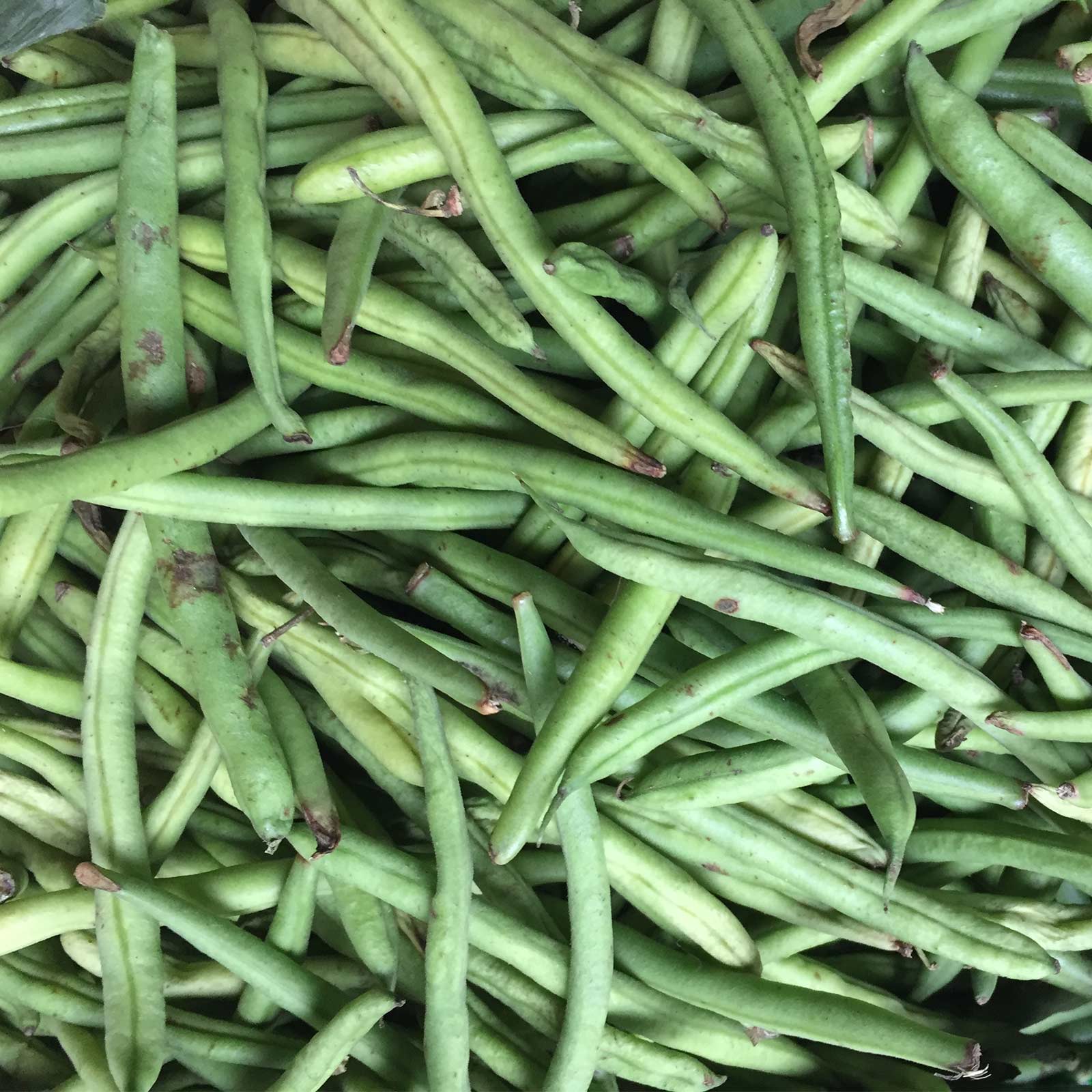 Seeds: Stringless Green Pod Bush Bean (Burpee)-5 Lb- Non-GMO Heirloom - Buy Non-GMO Phaseolus vulgaris Farm & Gardening Seeds On