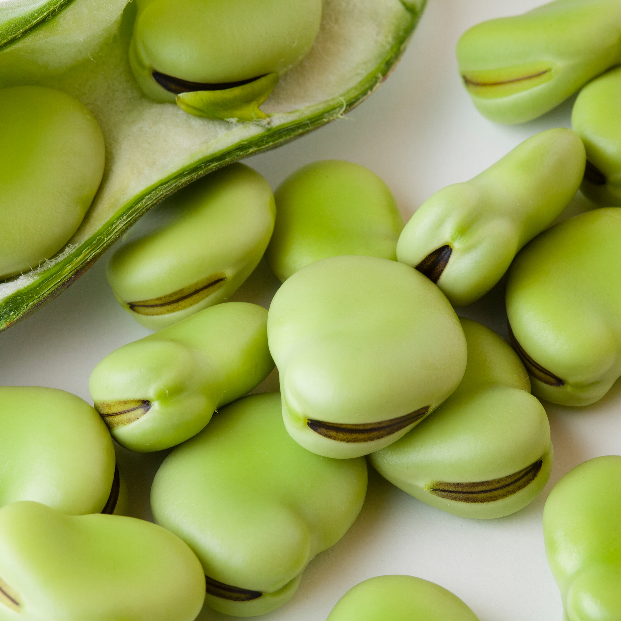 Bean Seeds, Fava - Aquadulce - 1 Lb ~240 - Farm & Garden - Heirloom - Buy Non-GMO Vicia faba Farm & Gardening Seeds Online