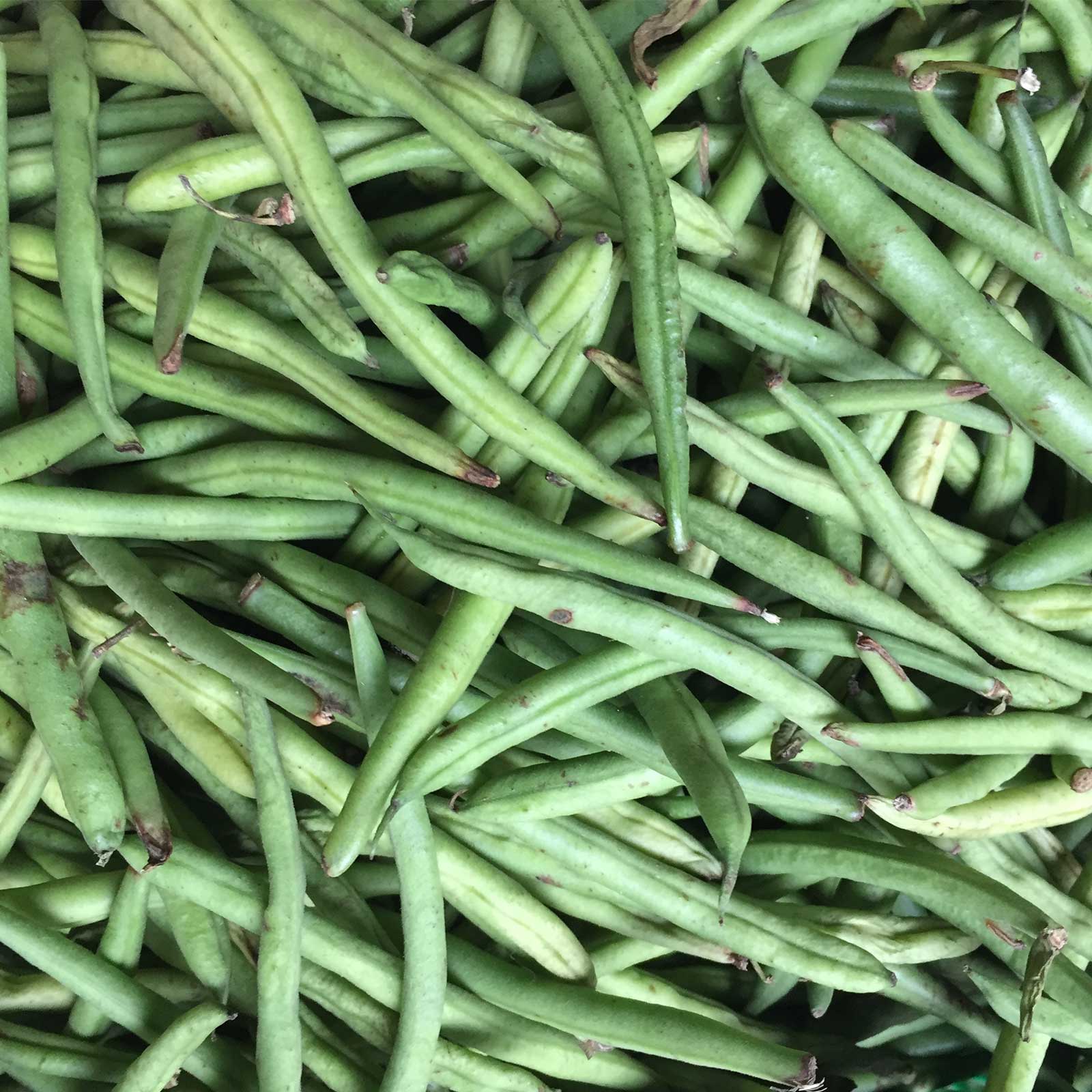 Seeds: Kentucky Blue Pole Bean - 5 Lb- Heirloom Garden - Green Bean - Buy Non-GMO Phaseolus vulgaris Farm & Gardening Seeds Onli
