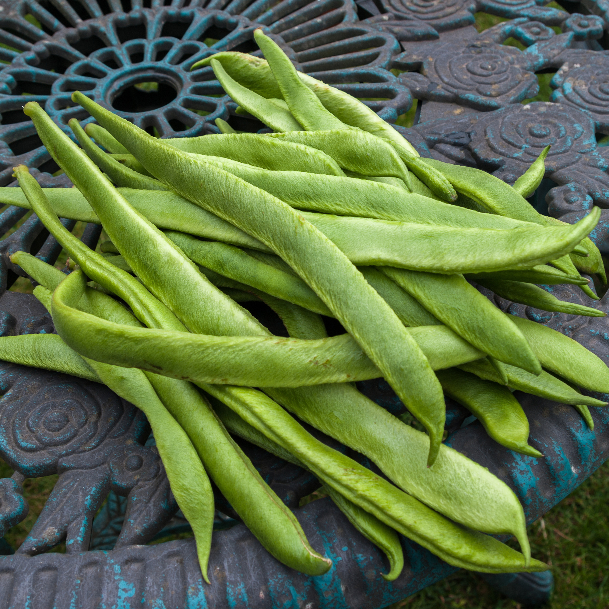 Bean Seeds - Runner - Prizewinner - 25 Lb Bulk ~40K -Garden - Heirloom