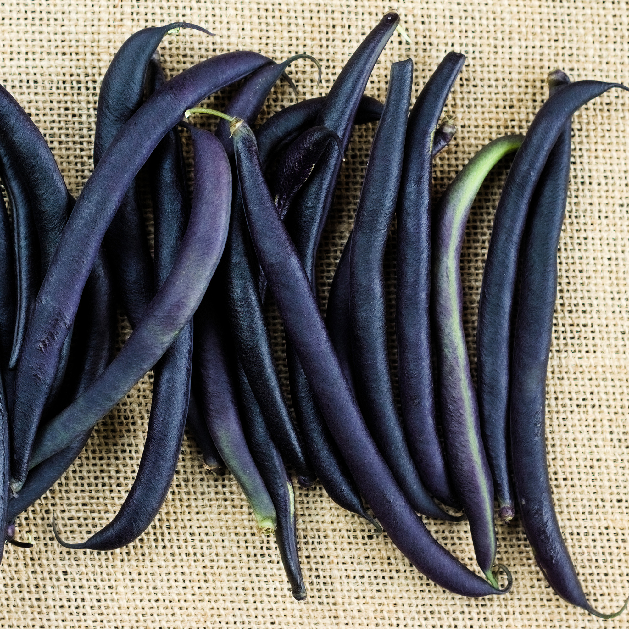 Bean Seeds - Purple Queen Bush - 5 Lb ~8K - Garden Vegetable, Heirloom - Buy Non-GMO Phaseolus vulgaris Farm & Gardening Seeds O
