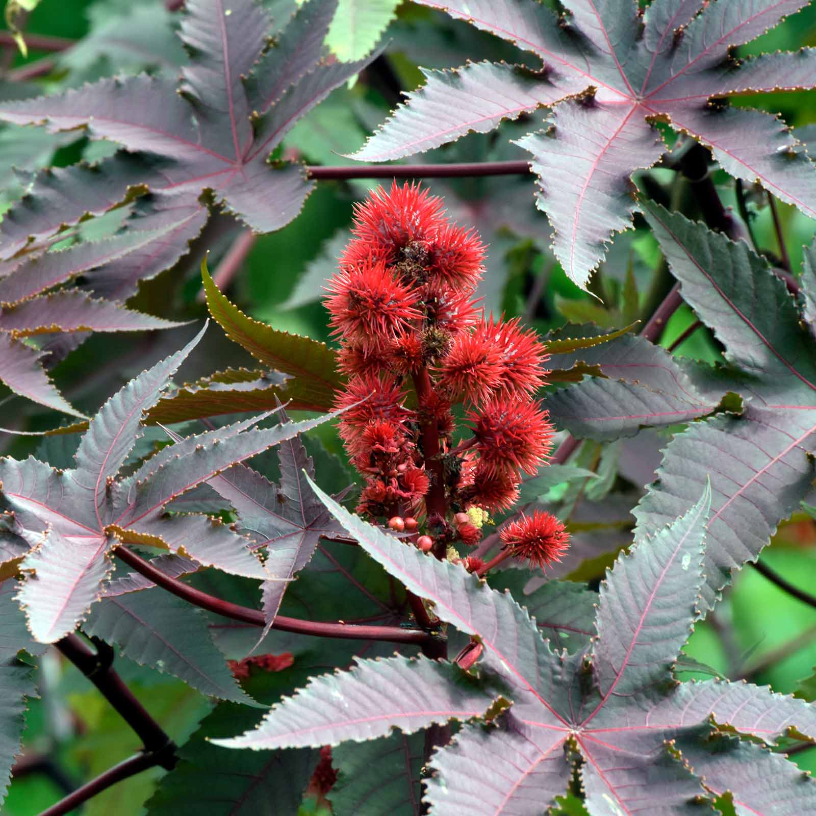 Seeds: Castor Bean - Communis Mix - Ornamental House Plant Seeds - Buy Non-GMO Ricinus communis Farm & Gardening Seeds Online