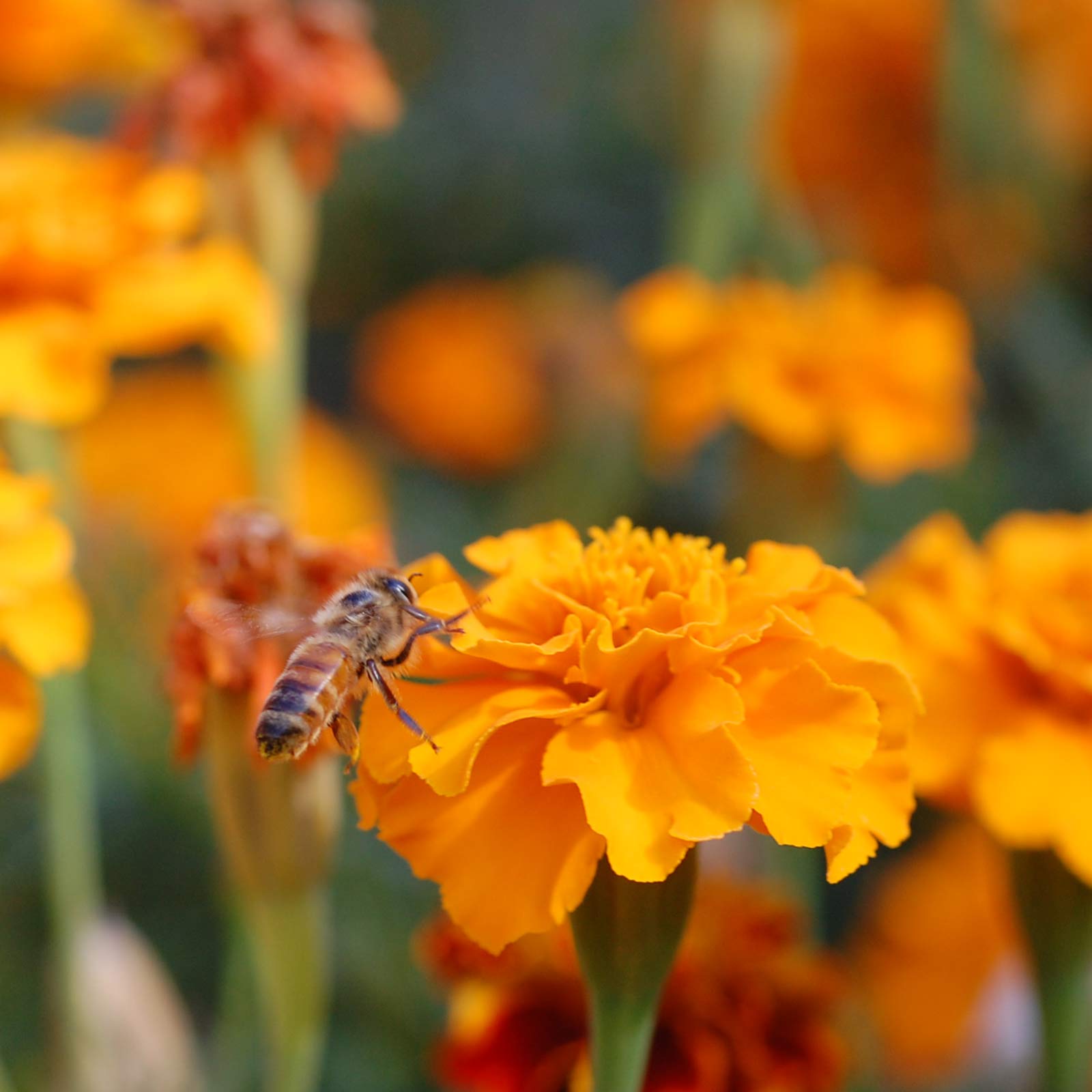 Seeds: Bee Friendly WildFlower Mix - 5 g- Companion Garden Wildflowers - Wild Flower Seed Blend - Non-GMO, Heirloom Garden & Gar