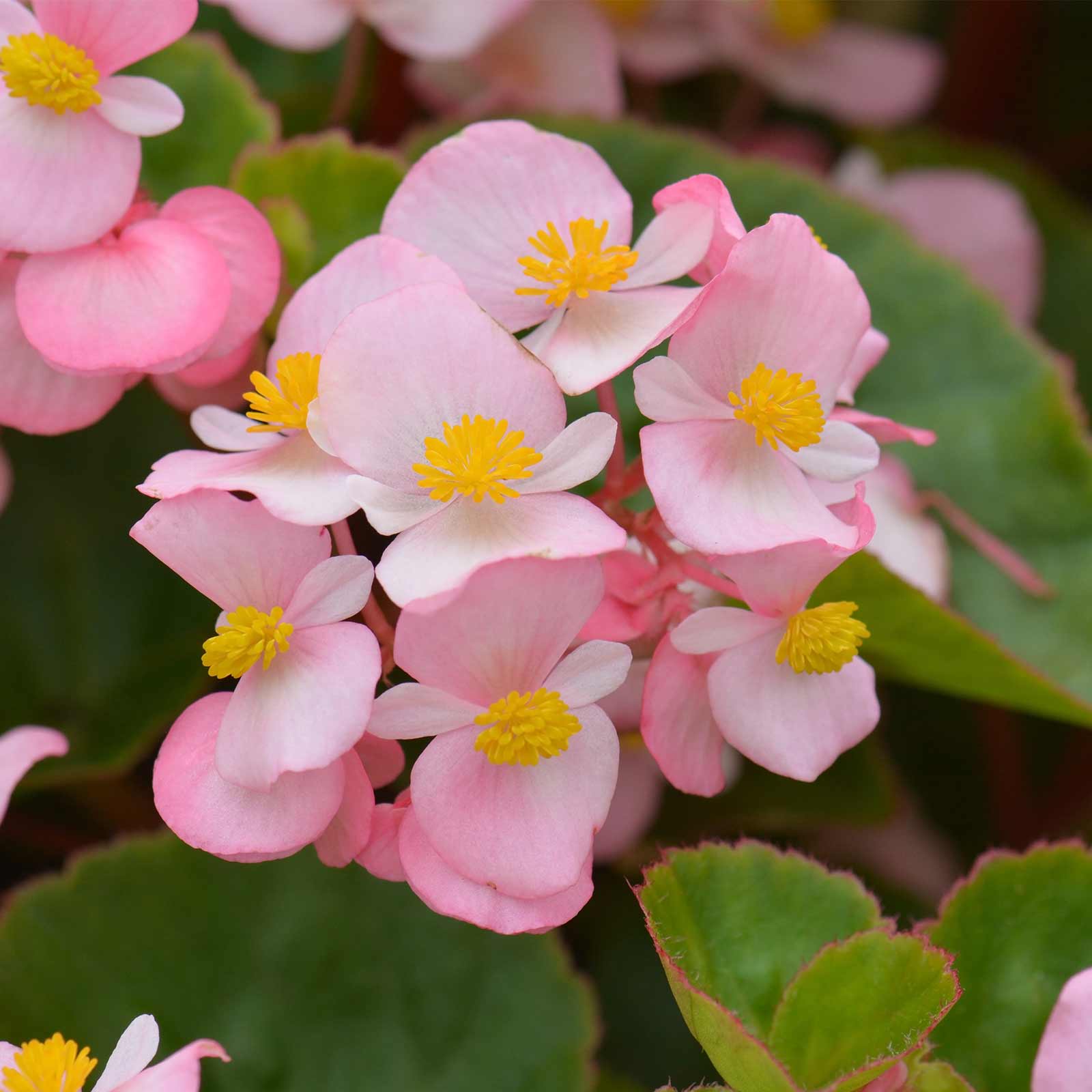 Seeds: Fibrous Begonia Cocktail Series Flower: Brandy Pink-1000 Pellet - Buy Non-GMO Begonia x semperflorens-cultorum Farm & Gar