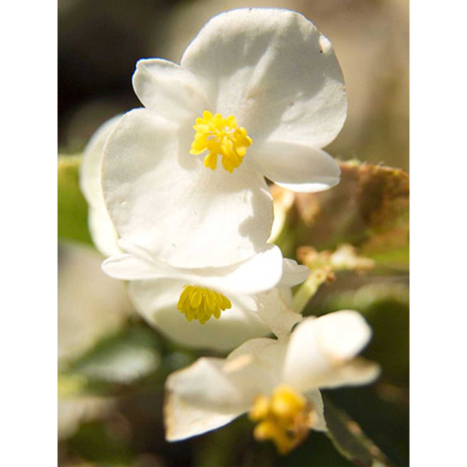 Seeds: Fibrous Begonia Cocktail Flower: Whiskey (White)- 1000 Pelleted - Buy Non-GMO Begonia x semperflorens-cultorum Farm & Gar