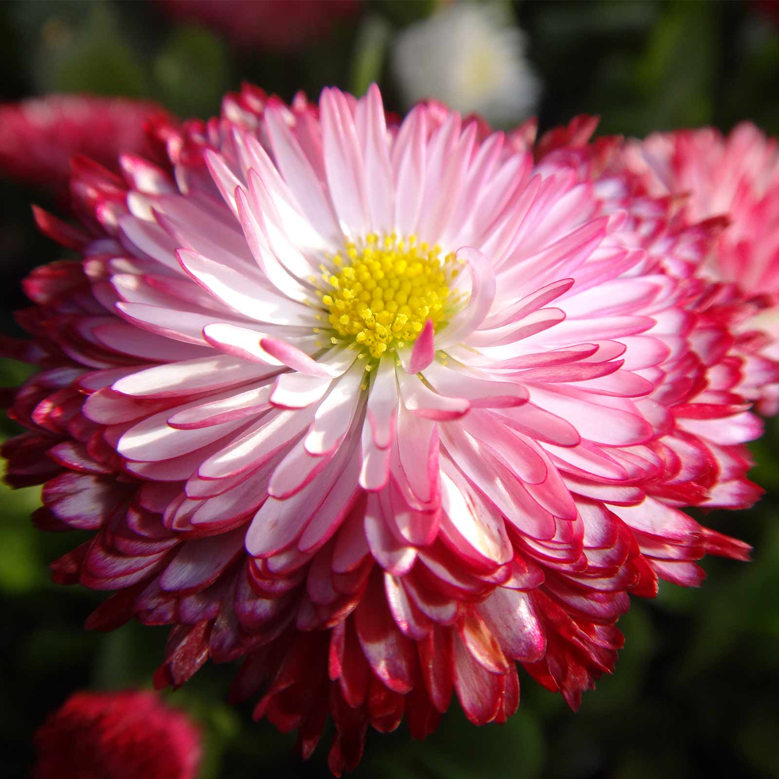 Seeds: Bellis English Daisy - Habanera Mix -1000 Flower-Mix -Perennial - Buy Non-GMO Bellis perennis Farm & Gardening Seeds Onli