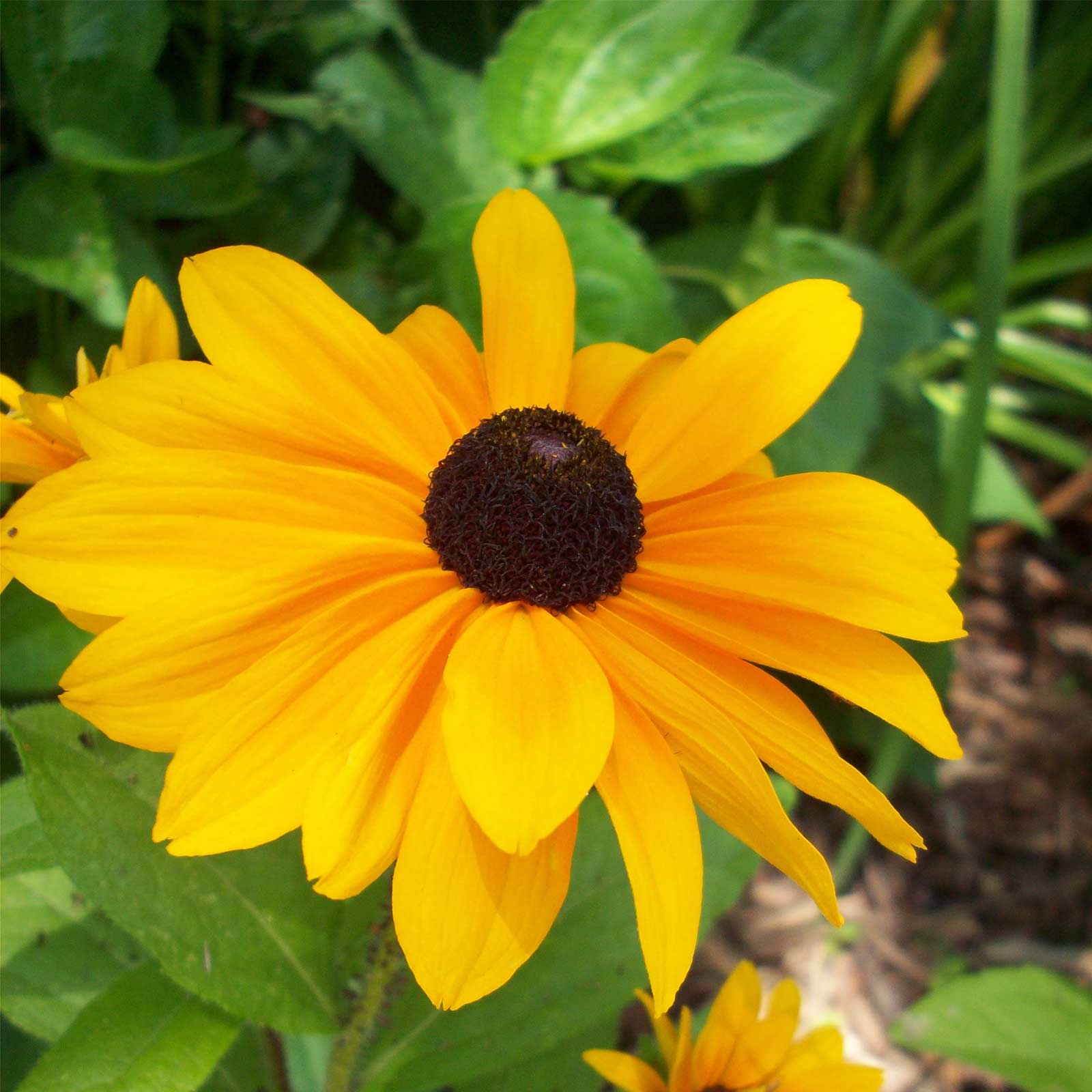 Seeds: Black-Eyed Susan Flower -4 Oz- Perennial Wildflower Garden - Buy Non-GMO Rudbeckia hirta Farm & Gardening Seeds Online