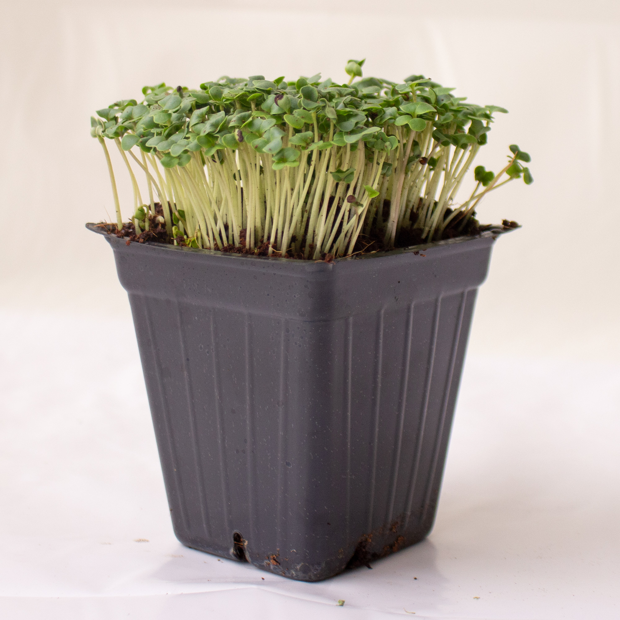 Organic Calabrese Green Sprouting Broccoli - 25 Lbs Bulk ~3,600,000 Seeds - Buy Non-GMO Brassica oleracea (Italica) Farm & Garde