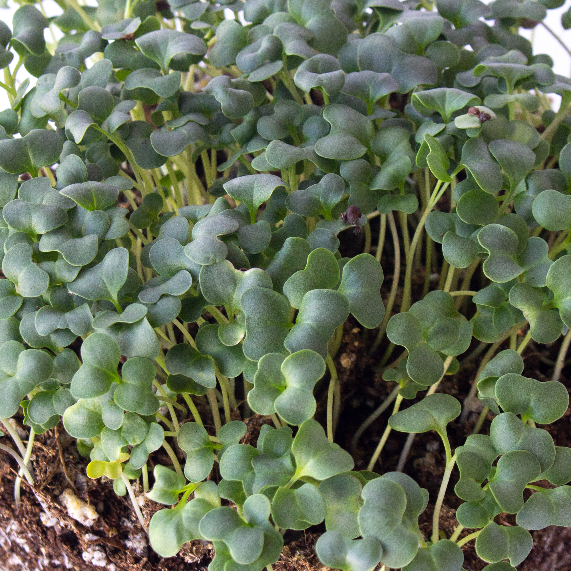 Ramoso Santana Sprouting Broccoli - 25 Lb Bulk ~3.6M Seeds - Farm & Vegetable Garden - Buy Non-GMO Brassica Oleracea Farm & Gard