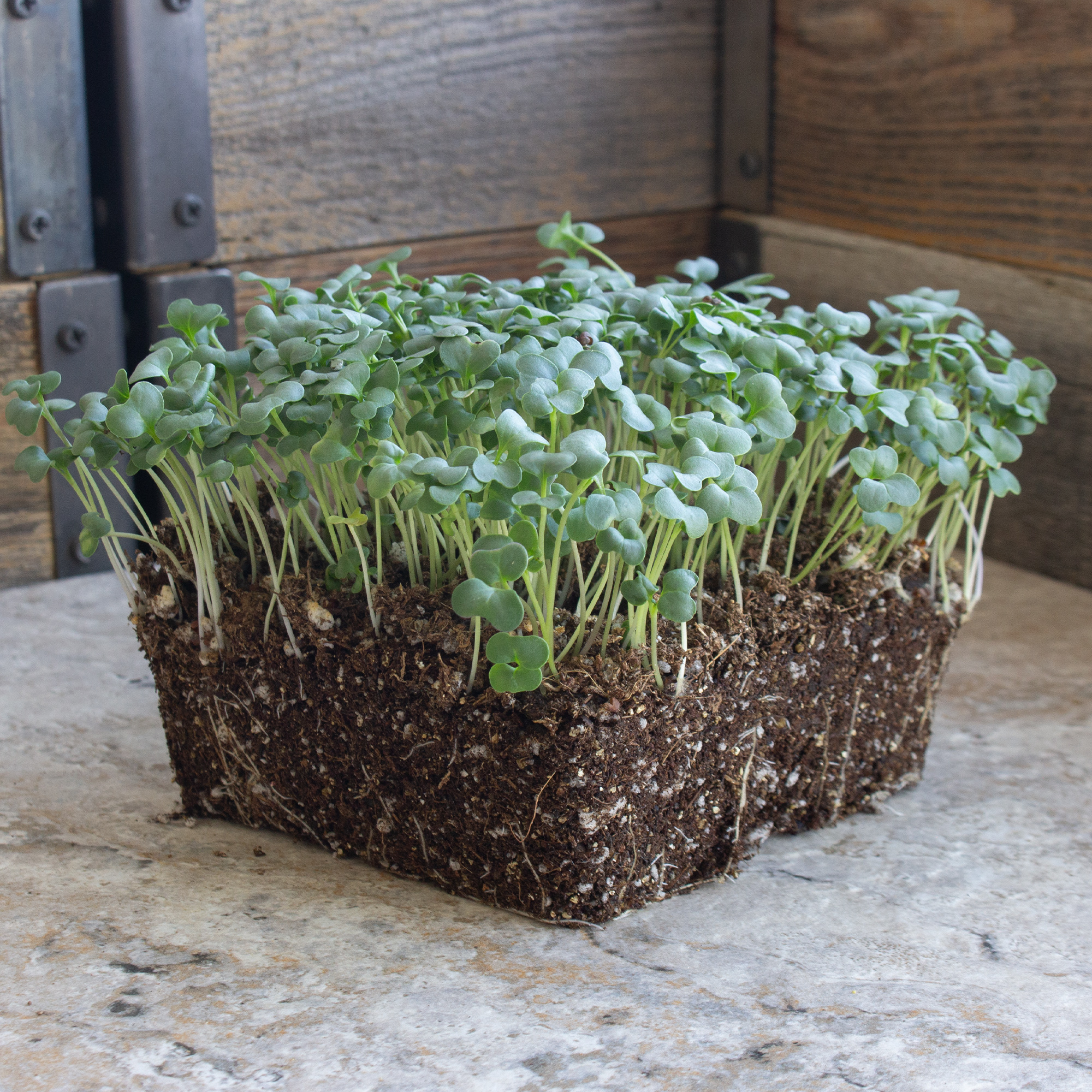 Ramoso Santana Sprouting Broccoli - 1 Oz ~9000 Seeds - Non-GMO - Vegetable Garden - Buy Non-GMO Brassica Oleracea Farm & Gardeni