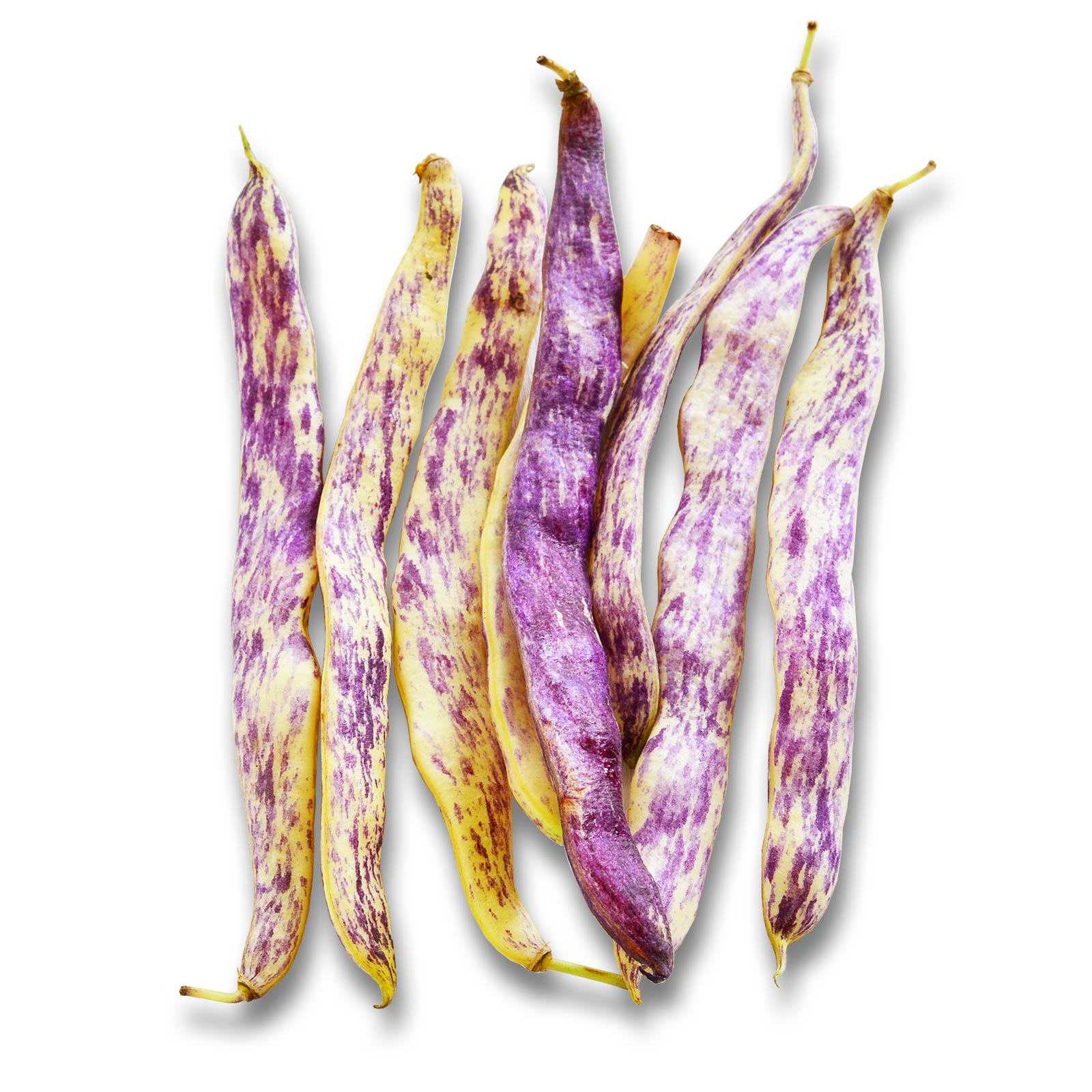 Dragons Tongue Wax Bush Beans - 30 g Packet ~80 Seeds - Organic - Buy Non-GMO Phaseolus vulgaris Farm & Gardening Seeds Online