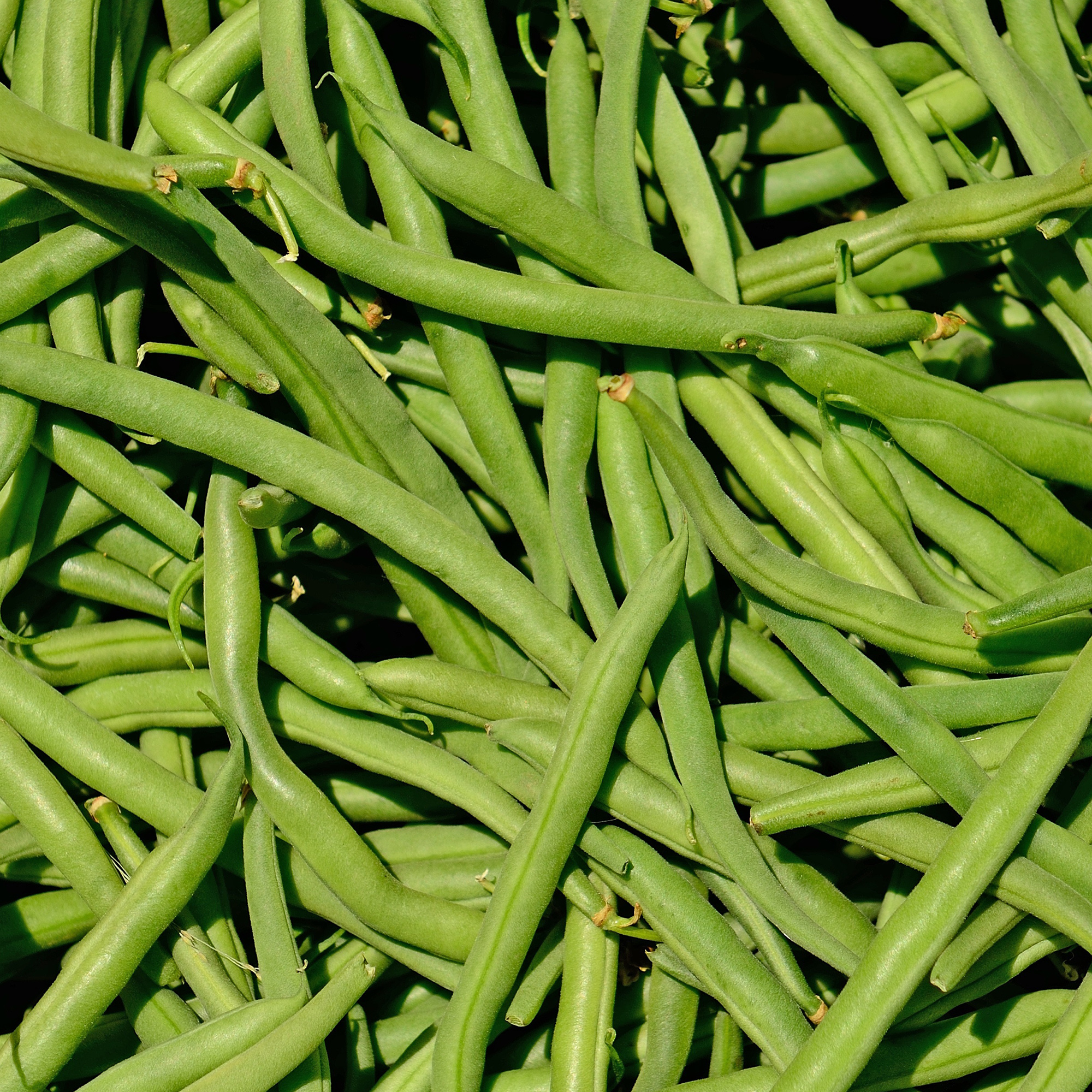 Greencrop Bush Bean Seeds - 30 G Packet ~100 Seeds - Non-GMO, Heirloom - Buy Non-GMO Phaseolus vulgaris Farm & Gardening Seeds O