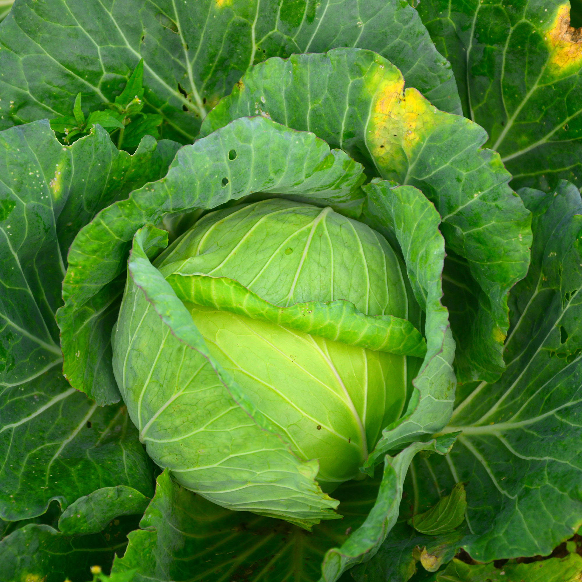 Cabbage - Glory of Enkhuizen - 4 g Packet ~900 Seeds -Garden Vegetable - Buy Non-GMO Brassica oleracea var. capitata Farm & Gard