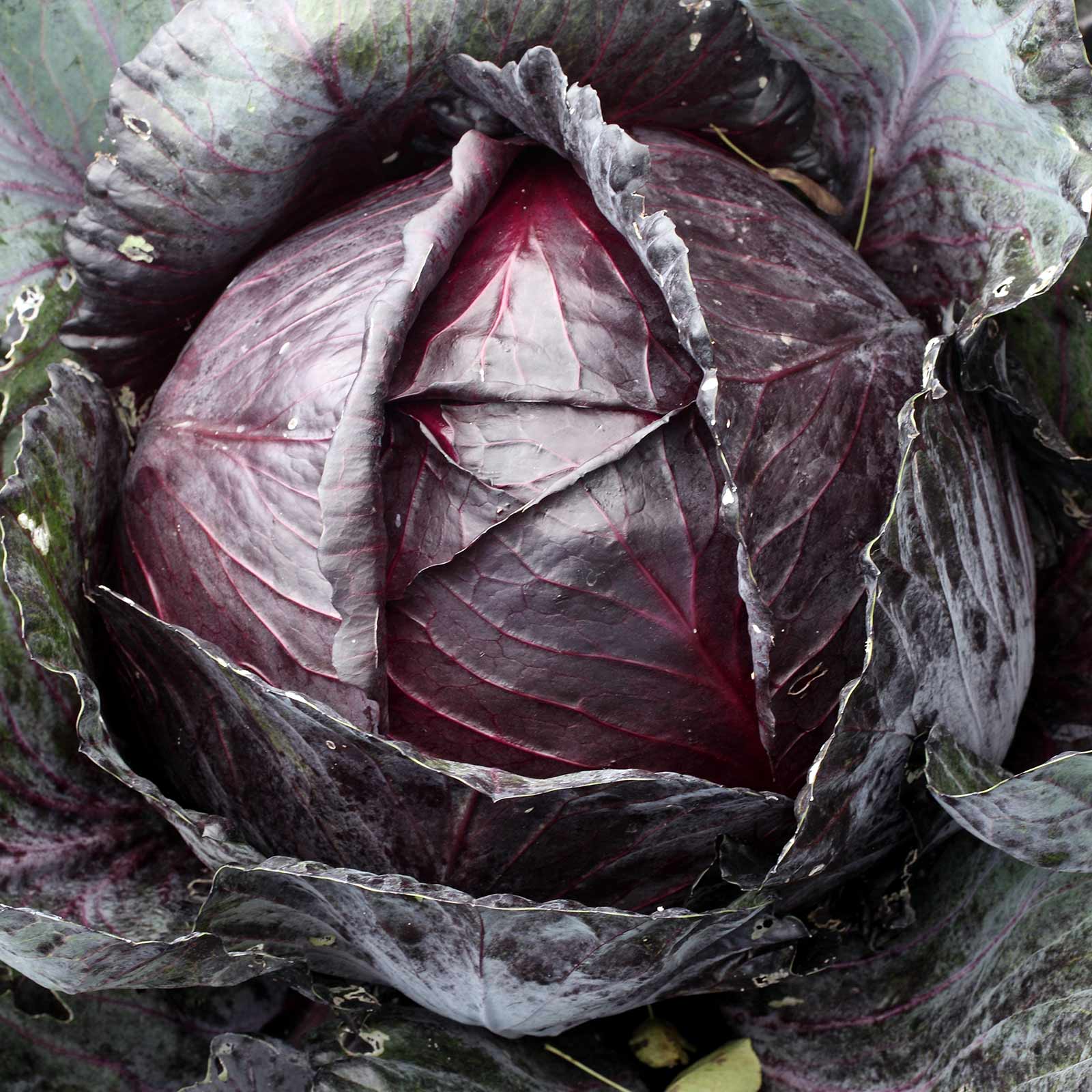 Organic Cabbage Seeds - Red Acre - 25 Lb Bulk - Vegetable, Microgreens - Buy Non-GMO Brassica oleracea var. capitata Farm & Gard