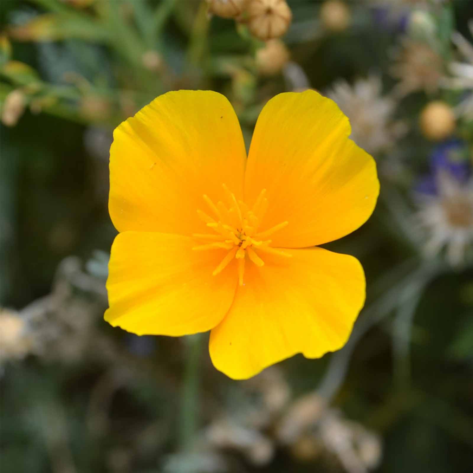 Seeds: California Poppy Flower - 2 Gram Packet- Wildflower Garden - Buy Non-GMO Eschscholtzia californica Farm & Gardening Seeds