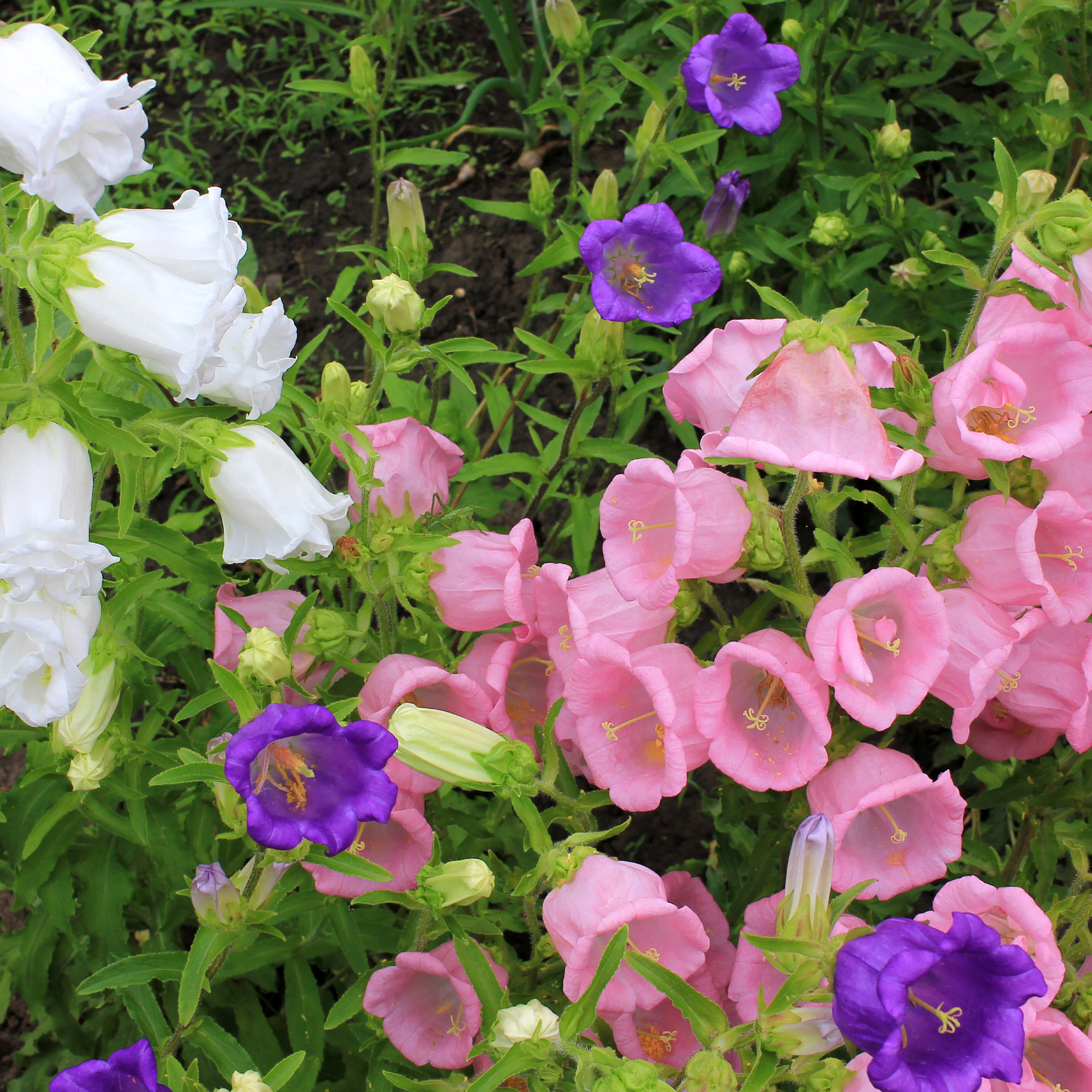 Campanula - Cup and Saucer Mix - 1 Lb Bulk ~896,000 Seeds - Buy Non-GMO Campanula medium Farm & Gardening Seeds Online