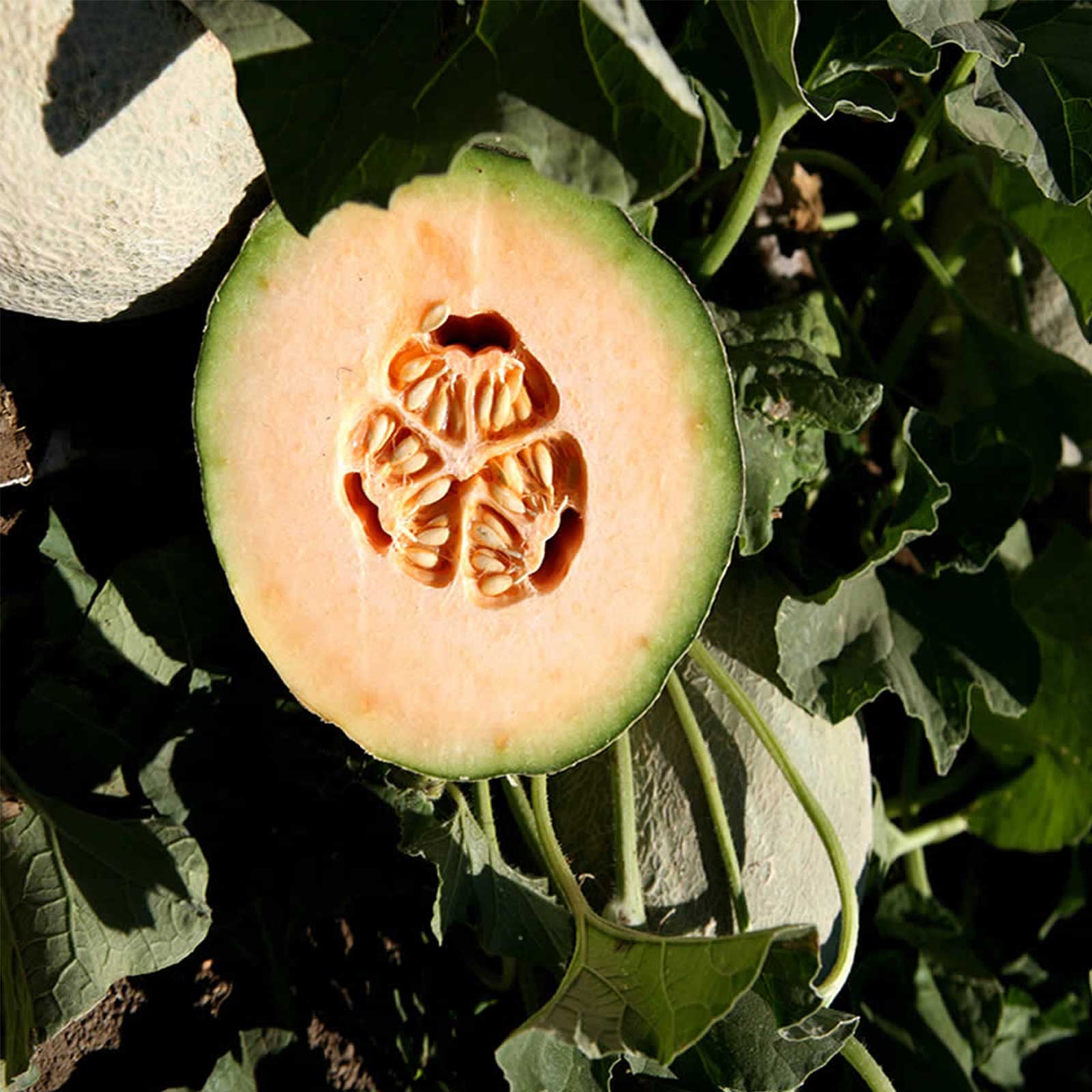 Seeds: Cantaloupe Melon Garden - Athena Hybrid - 1000 Seeds - Fruit - Buy Non-GMO Cucumis melo Farm & Gardening Seeds Online