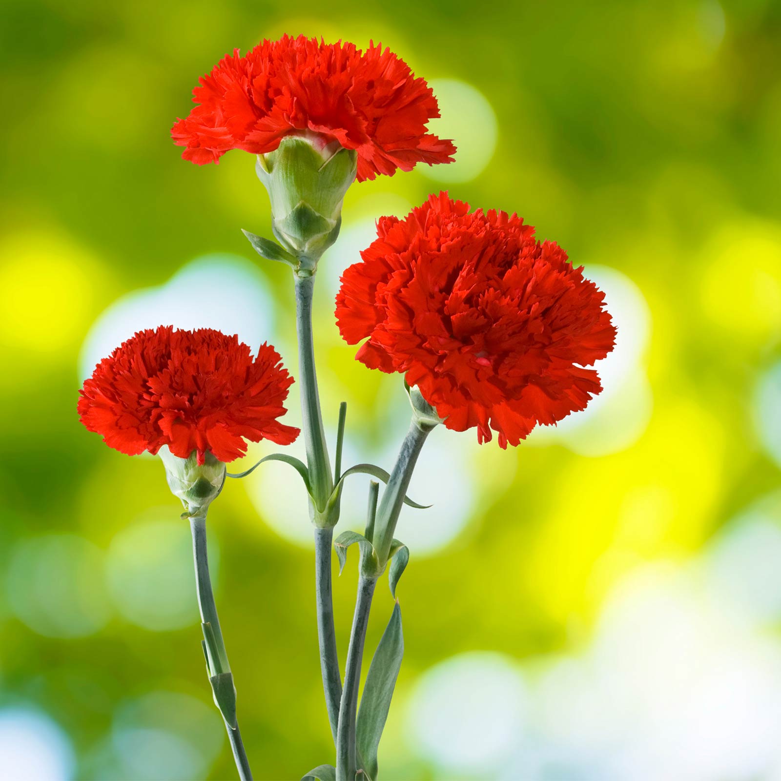 Seeds: Carnation Flower Garden - CanCan Scarlet - 100 Seeds - Annual - Buy Non-GMO Dianthus caryophyllus Farm & Gardening Seeds 