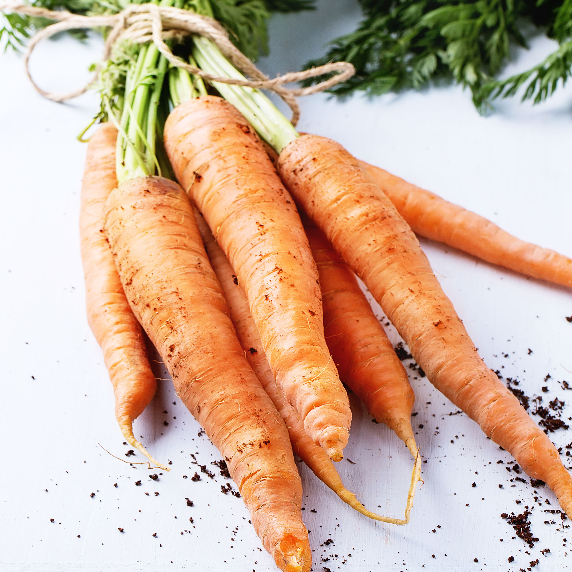 Amsterdam Carrot - 25 Lb Bulk ~8M Seeds - Vegetable Farm & Garden - Buy Non-GMO Daucus carota Farm & Gardening Seeds Online