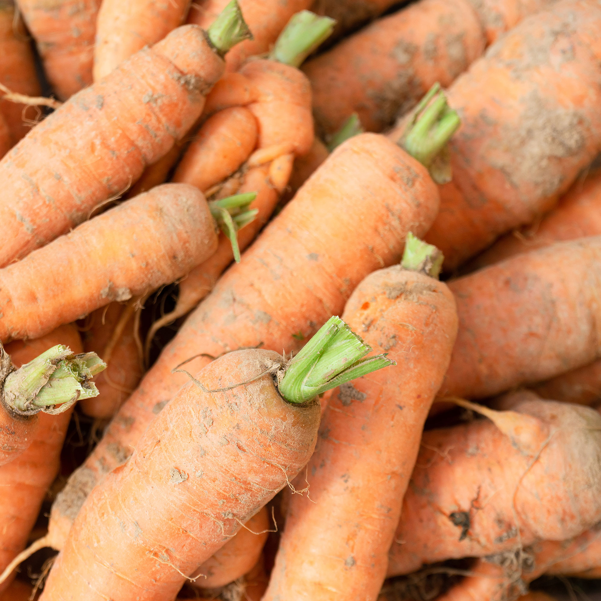 Carrot Seeds - Autumn King / Flakkee - 4 Oz ~80K - Vegetable, Heirloom - Buy Non-GMO Daucus carota var. sativus Farm & Gardening