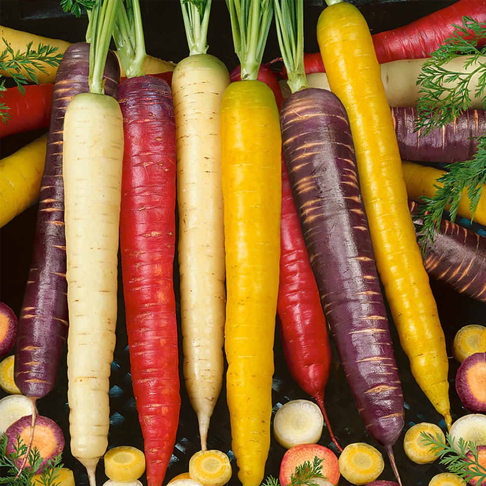 Seeds: Organic Rainbow Blend Carrot-4 Oz- Heirloom Vegetable Gardening - Buy Non-GMO Daucus carota var. sativus Farm & Gardening