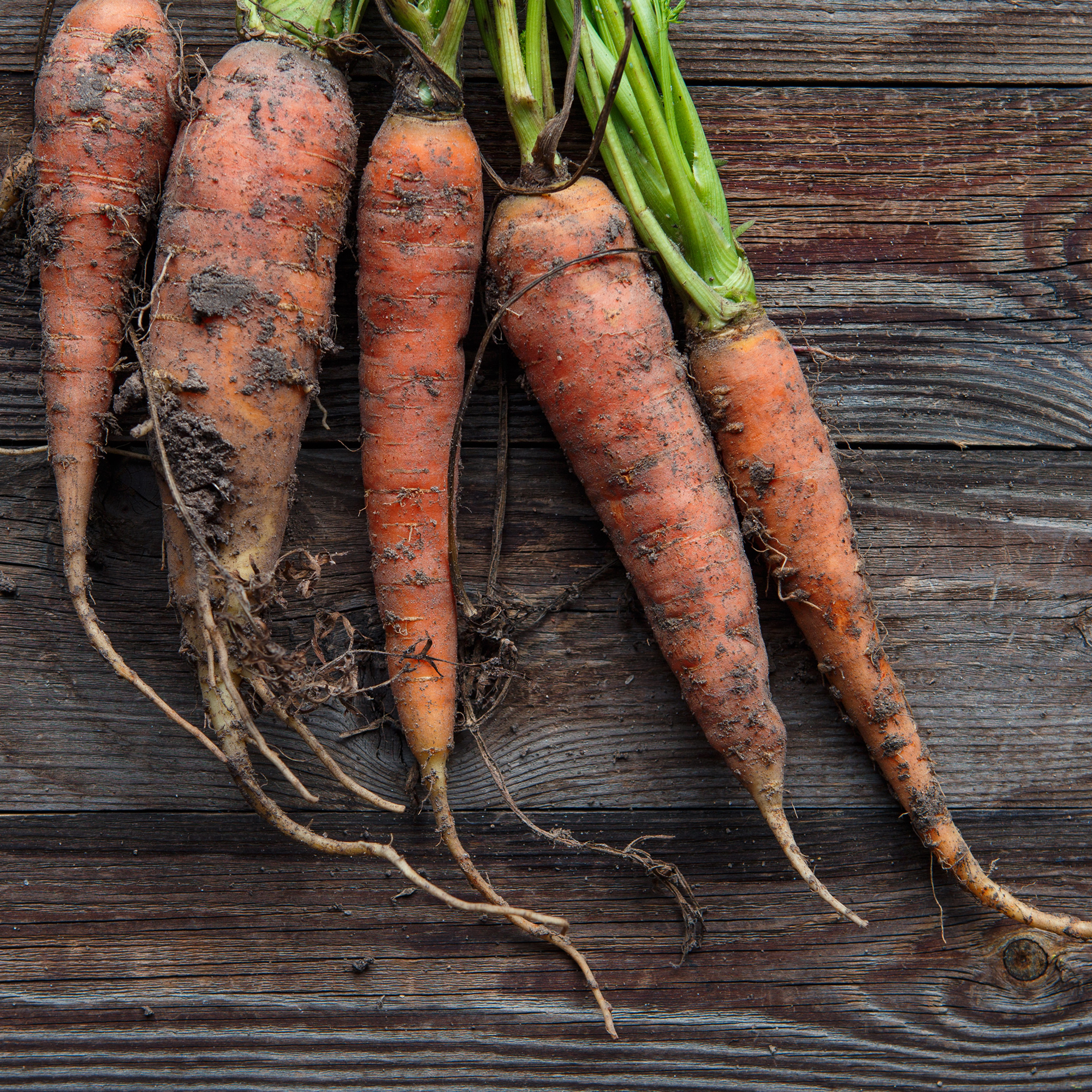 Carrot St. Valery Seed 4 oz ~ Seeds - NON-GMO - Open Pollinated - Heirloom Daucus carota var. sativus Farm & Gardening - Best Se