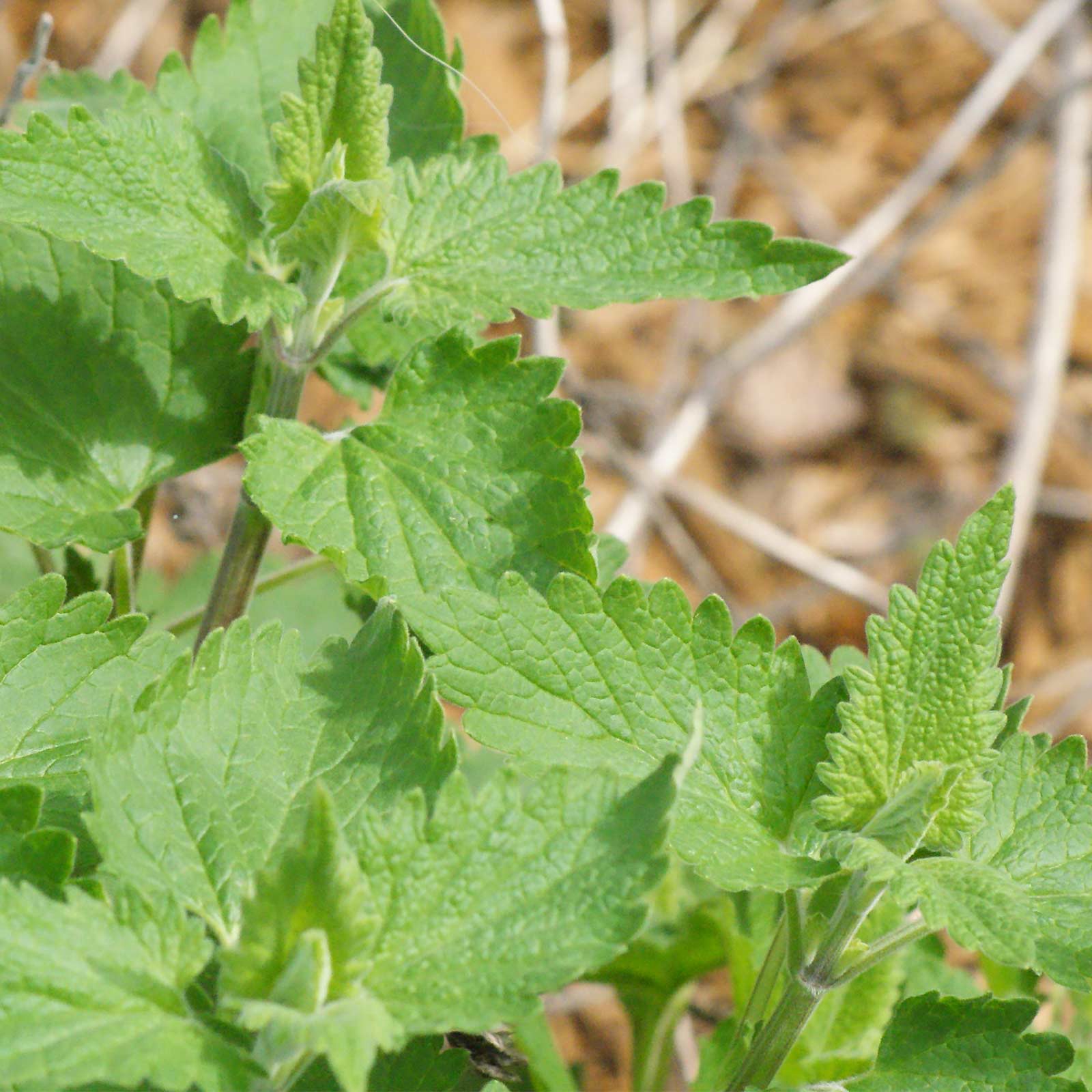 seeds catnip catnip seed