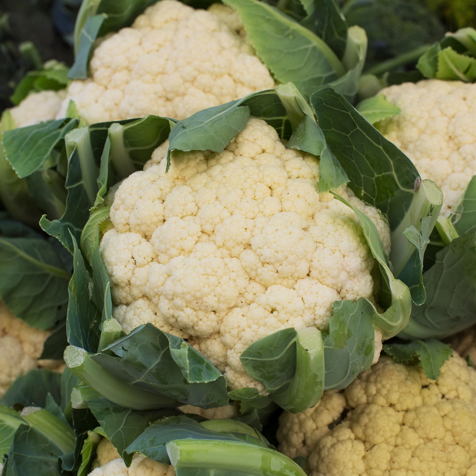 Cauliflower Seeds -All Year Round -1 Lb Bulk ~144K -Garden, Microgreen - Buy Non-GMO Brassica oleracea var. botrytis Farm & Gard