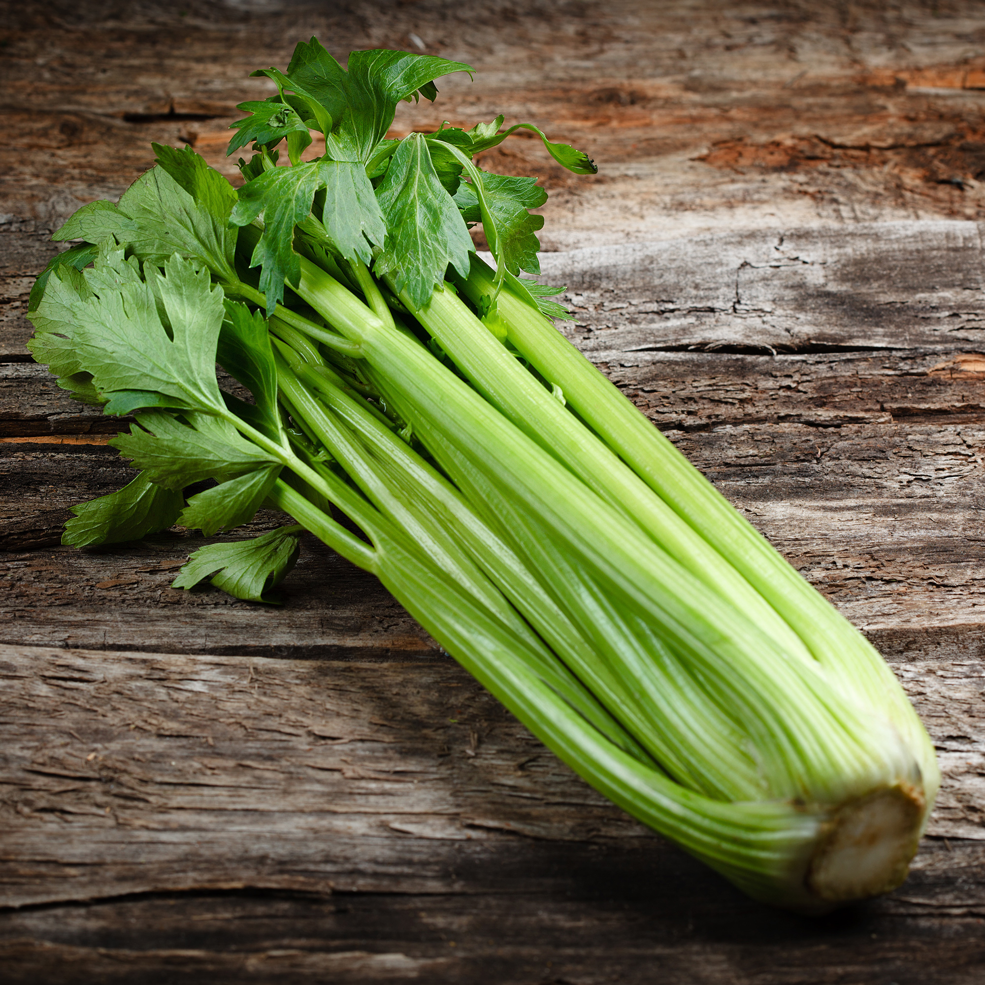 Celery Seeds -Golden Self Blanching - 1 Oz ~65,000-Vegetable, Heirloom - Buy Non-GMO Apium graveolens Farm & Gardening Seeds Onl