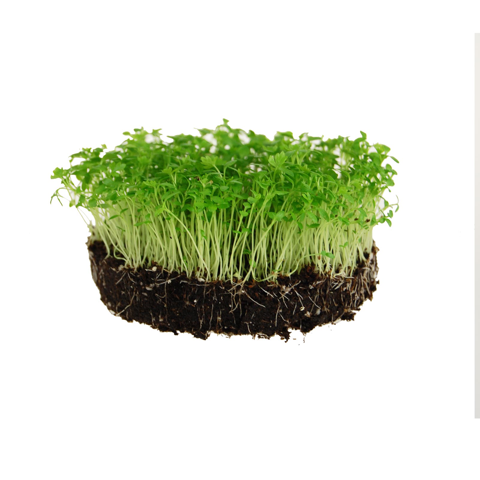 Seeds: Celery Utah - Microgreens - 1 Lb Seed -Grow Micro Greens - Buy Non-GMO Apium graveolens var. dulce Farm & Gardening Seeds
