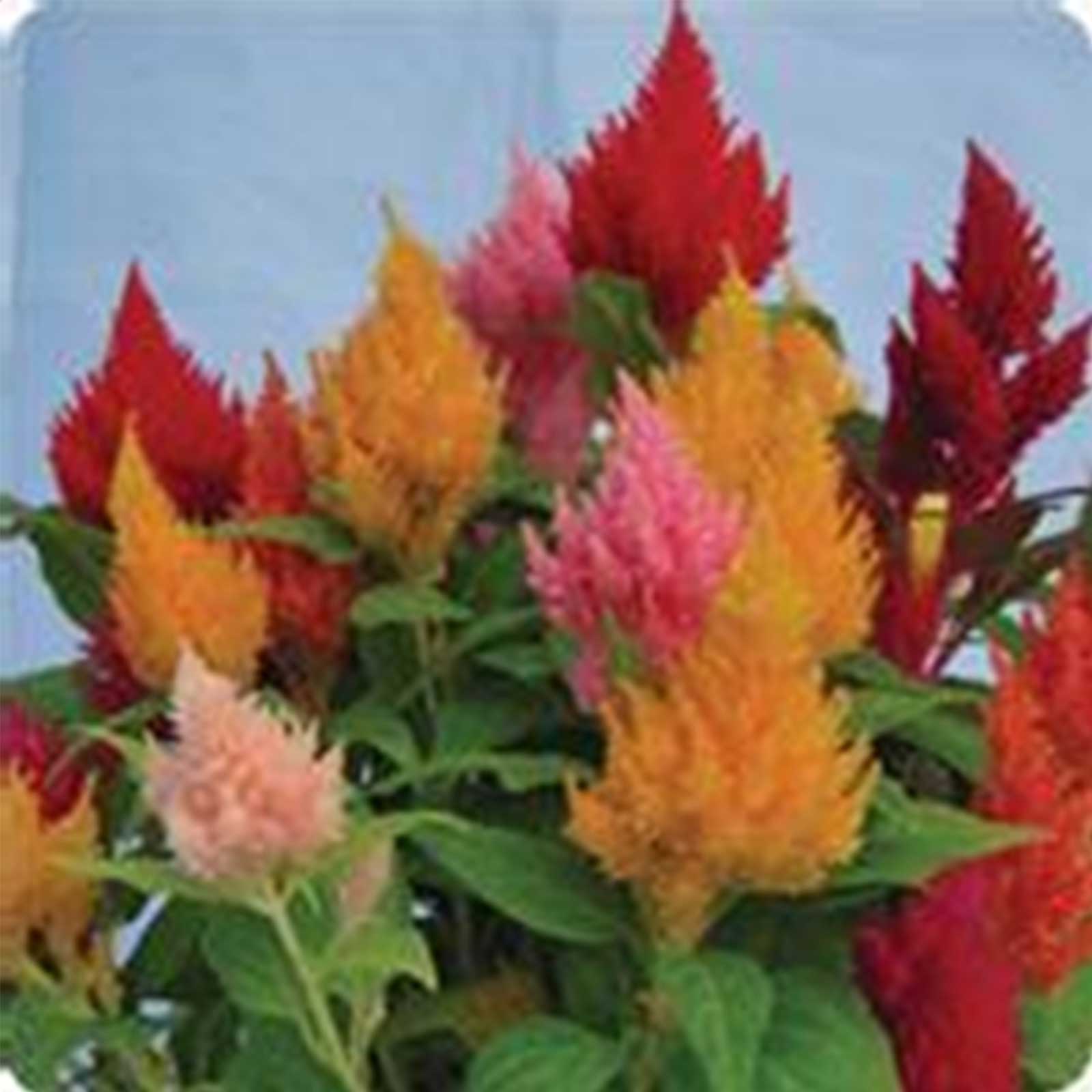Seeds: Plumed Kimono Celosia -1000- Color Mix - Annual Flower Garden - Buy Non-GMO Celosia plumosa Farm & Gardening Seeds Online