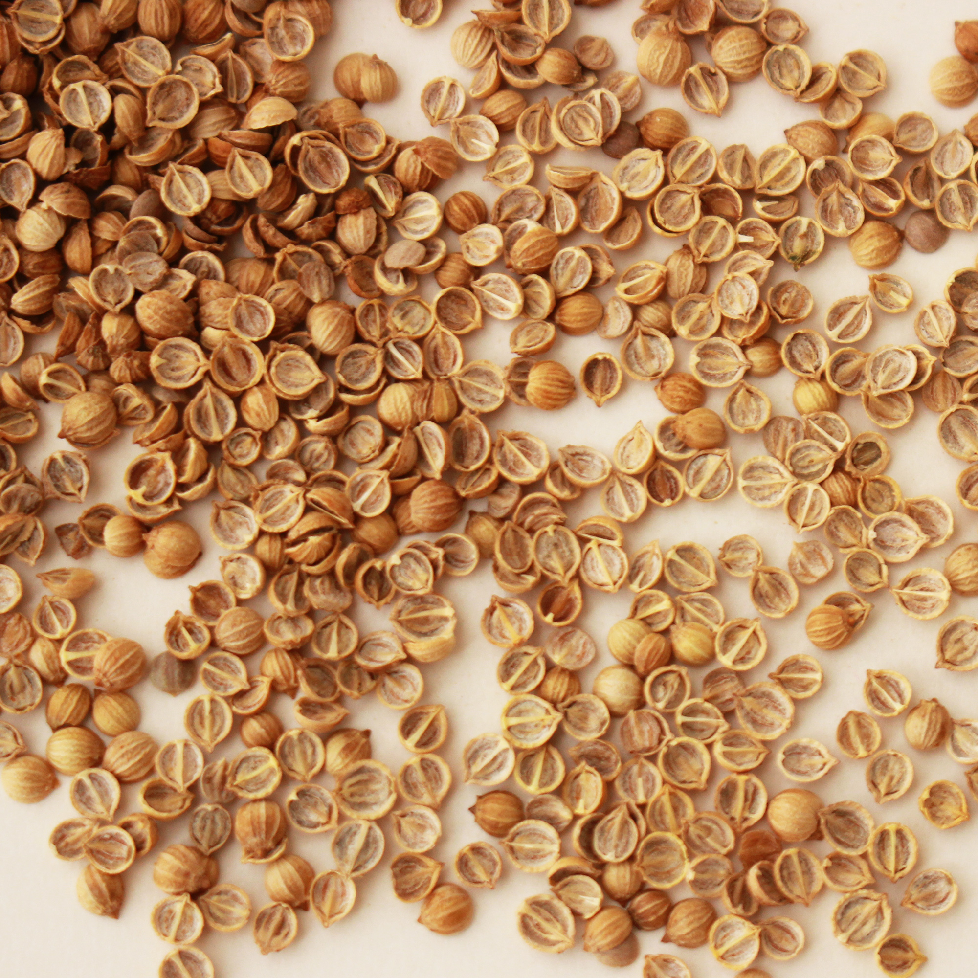 Leisure Splits Cilantro Seeds - 1 Lb - Non-GMO Herb & Microgreens Seed - Buy Non-GMO Coriandrum sativum Farm & Gardening Seeds O