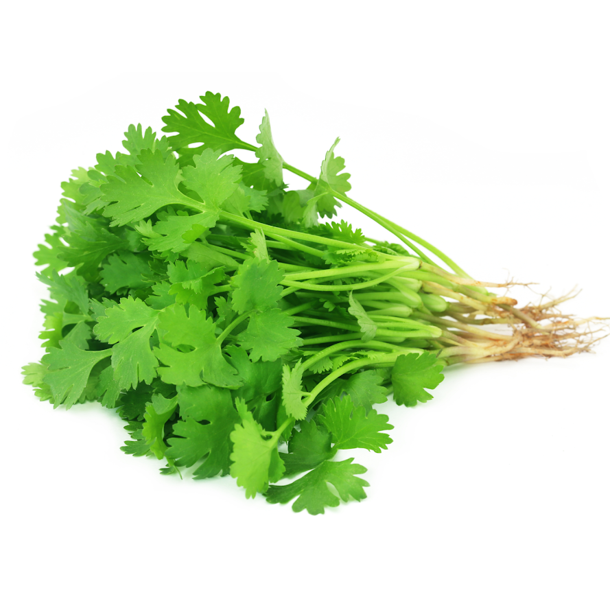 Seeds: Slow Bolt Cilantro Herb - 1 Oz- Heirloom Organic Microgreens - Buy Non-GMO Coriandrum sativum Farm & Gardening Seeds Onli