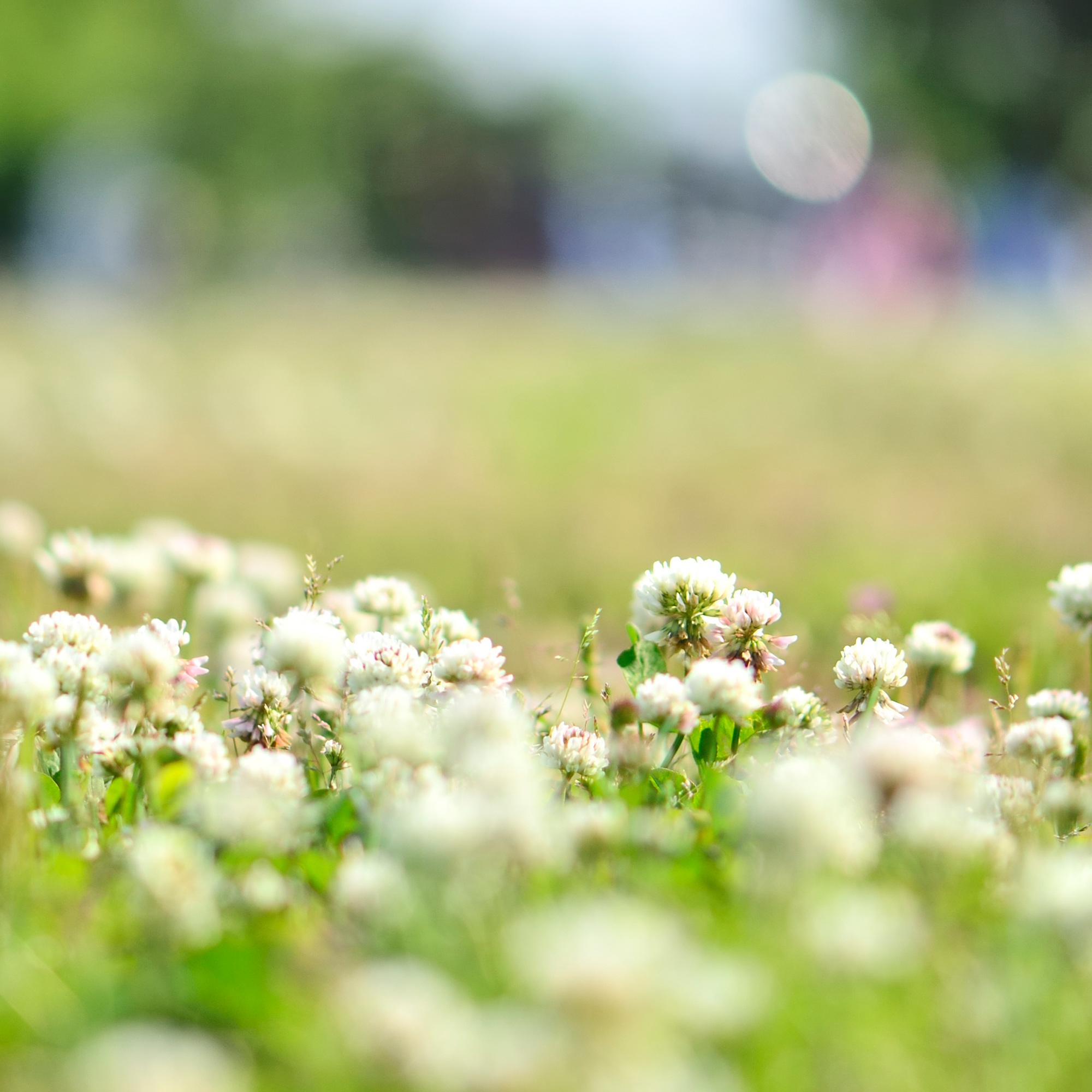 White Berseem Clover - 4 Oz ~194,400 Seeds - Non-GMO, Heirloom, Annual - Buy Non-GMO Trifolium alexandrinum Farm & Gardening See
