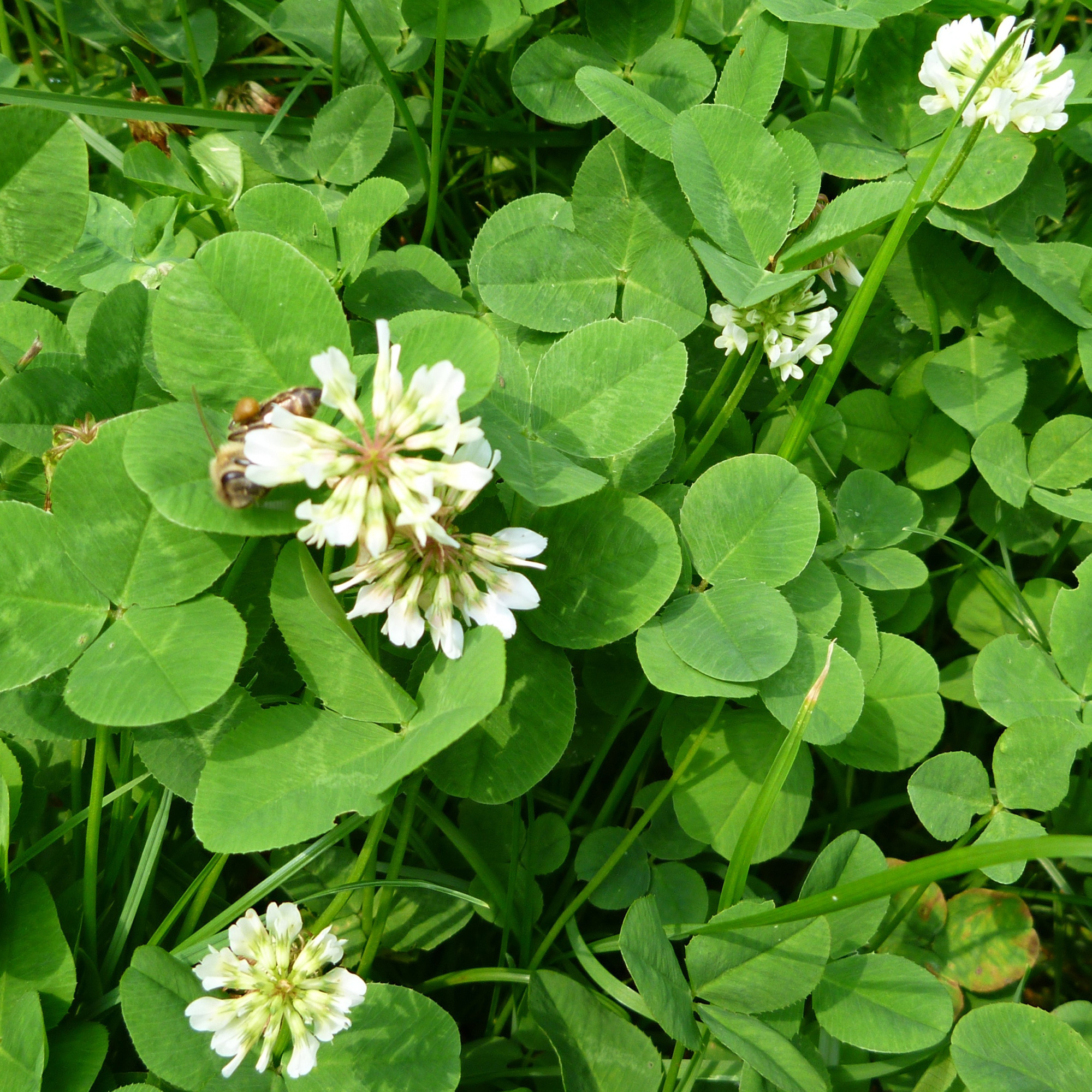 White Ladino Clover Seeds - 25 g Packet ~42,000 Seeds - Garden Cover Crop - Buy Non-GMO Trifolium repens Farm & Gardening Seeds 
