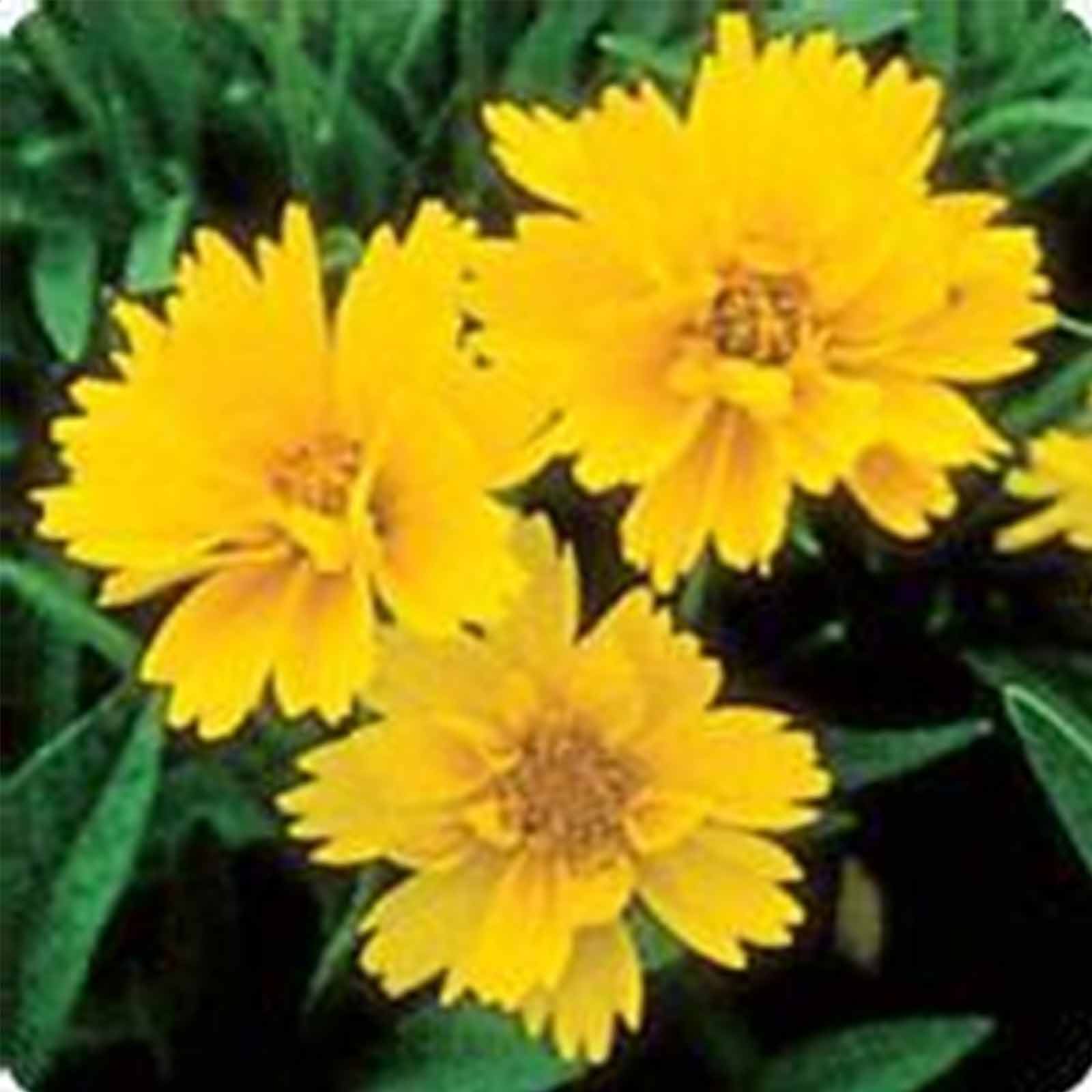 Seeds: Early Sunrise Coreopsis Flower - 1000 Seeds - Perennial Flowers - Buy Non-GMO Coreopsis grandiflora Farm & Gardening Seed