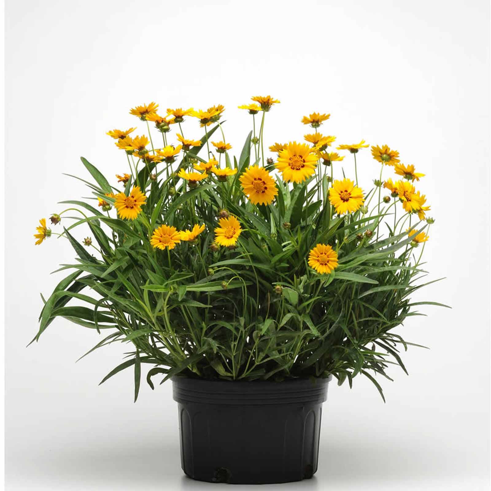 Seeds: Sunfire Coreopsis Flower - 1000 Seeds - Perennial Flower Garden - Buy Non-GMO Coreopsis grandiflora Farm & Gardening Seed