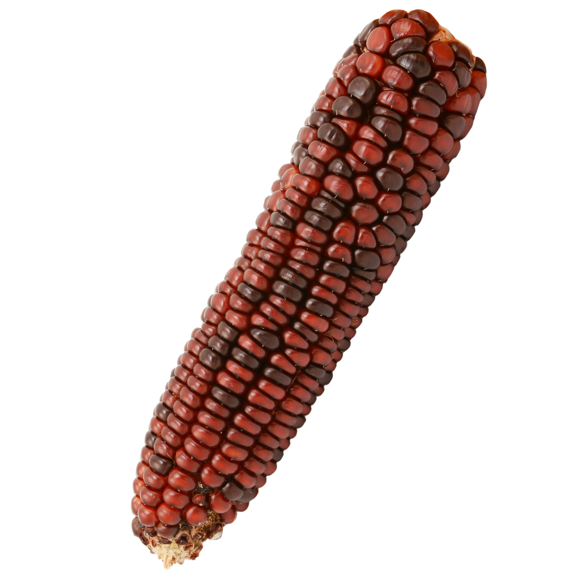 Corn Seeds - Ornamental -Bloody Butcher - 5 Lb ~16K -Non-GMO, Heirloom - Buy Non-GMO Zea mays Farm & Gardening Seeds Online