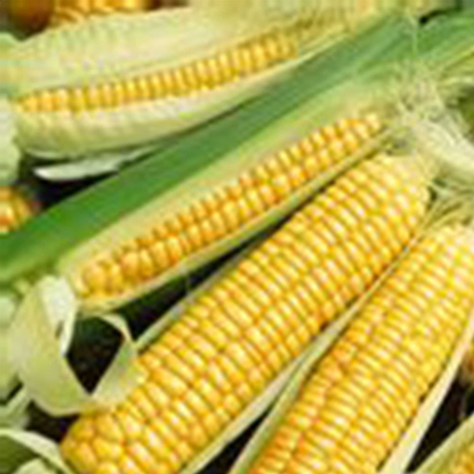 Corn Seeds - Golden Bantam 8 - 5 Lb ~8,800 Seeds - Zea Mays - Non-GMO, Farm, Home & Gardening Seeds for Planting - Buy Online Wh
