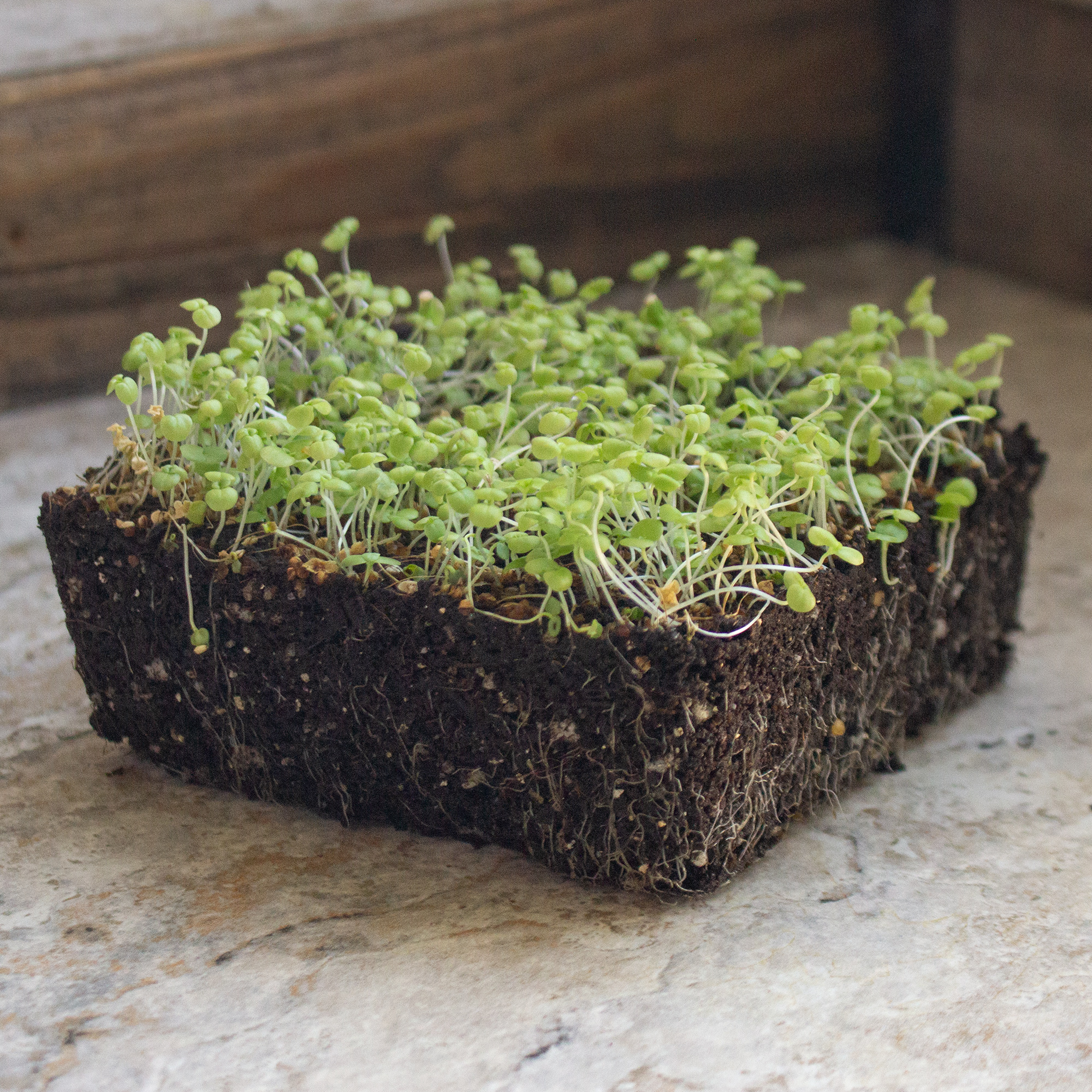 Corn Salad - French - 5 Lb Bulk ~1.6M Seeds - Vegetable & Microgreens Seeds - Buy Non-GMO Valerianella locusta Farm & Gardening 