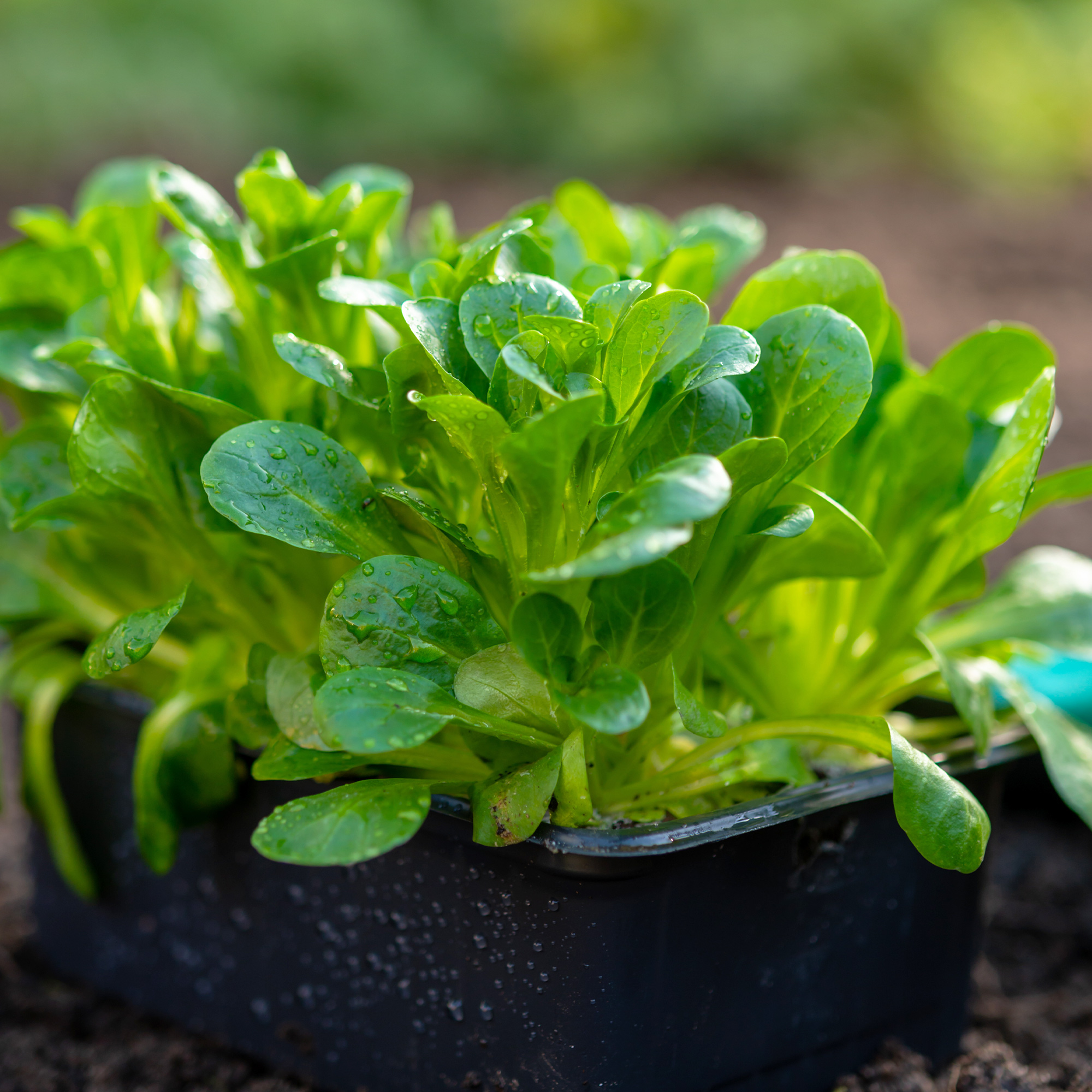 Corn Salad - French - 1 Lb ~320K Seeds - Farm, Garden & Microgreens - Buy Non-GMO Valerianella locusta Farm & Gardening Seeds On