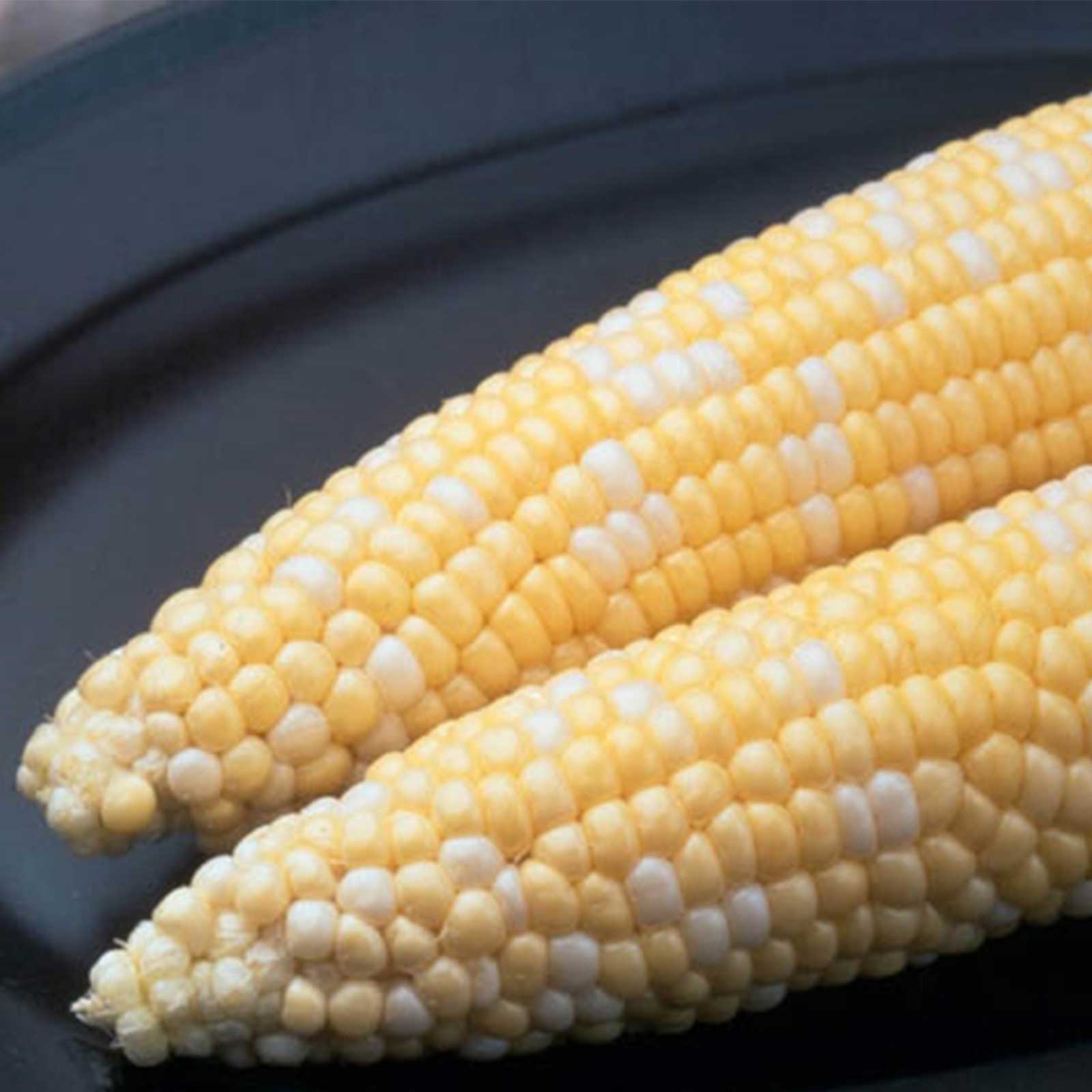 Seeds: Ambrosia Hybrid Corn Garden -5 Lbs - Non-GMO Micro Corn Shoots - Buy Non-GMO Zea mays Farm & Gardening Seeds Online