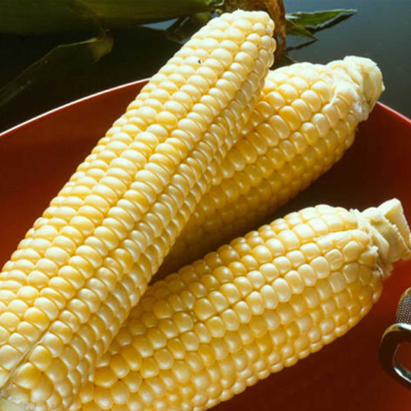 Sugar Buns Hybrid Corn - 10 g Packet ~50 Seeds - Non-GMO Gardening - Buy Non-GMO Zea mays Farm & Gardening Seeds Online