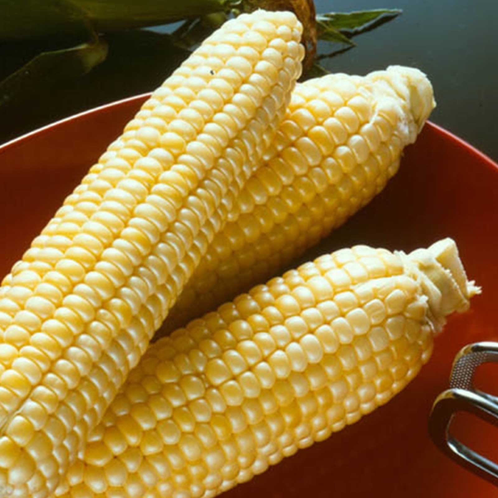 Seeds: Sugar Buns Hybrid Corn Garden (Treated) - 5 Lb- Non-GMO - Buy Non-GMO Zea mays Farm & Gardening Seeds Online