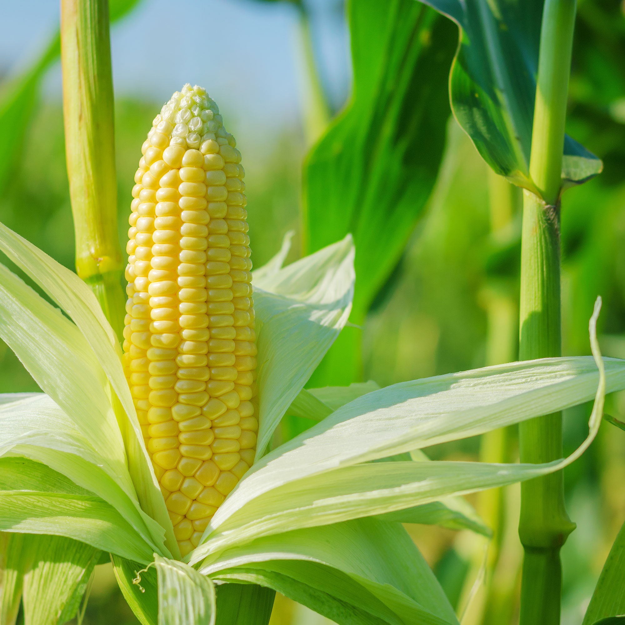 Corn Seeds - Sweet - Abundance - 4 Oz ~800 - Garden Vegetable -Non-GMO