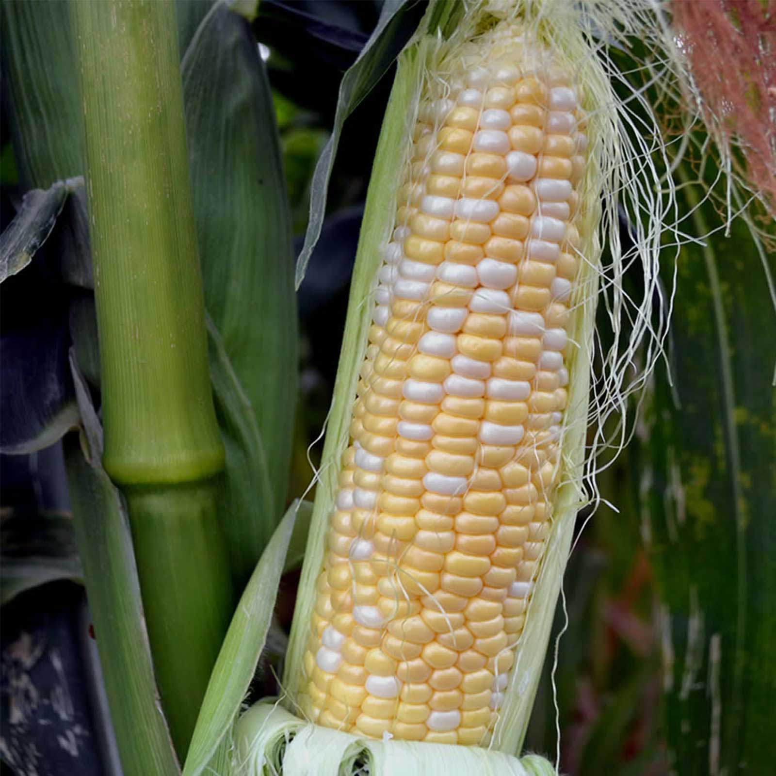 Seeds: Serendipity Hybrid Triplesweet Corn Garden (Treated) - 5 Lb - Buy Non-GMO Zea mays Farm & Gardening Seeds Online