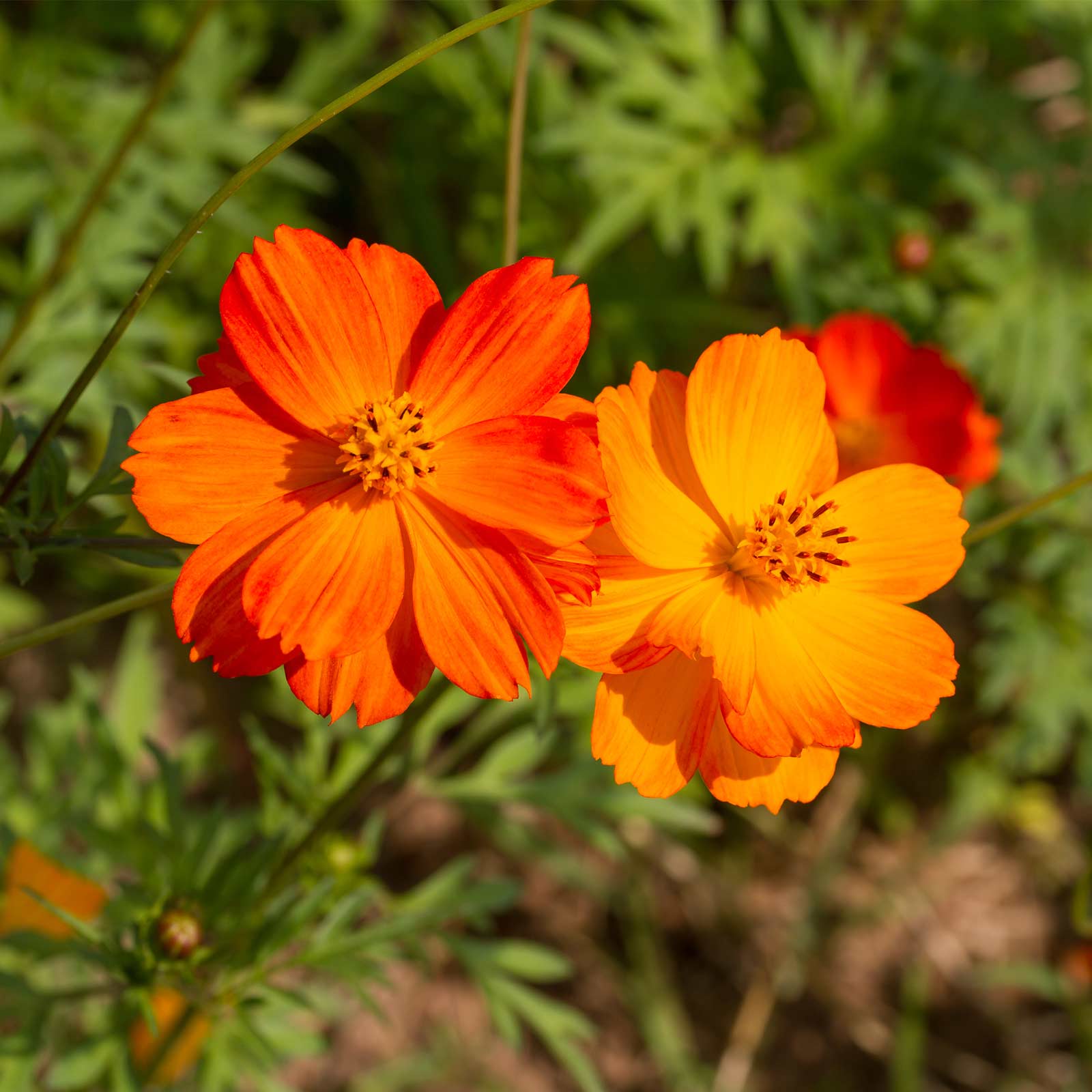 Seeds: Cosmic Mix Cosmos Flower - 500 Seed Packet - Annual Early Bloom - Buy Non-GMO Cosmos sulphureus Farm & Gardening Seeds On